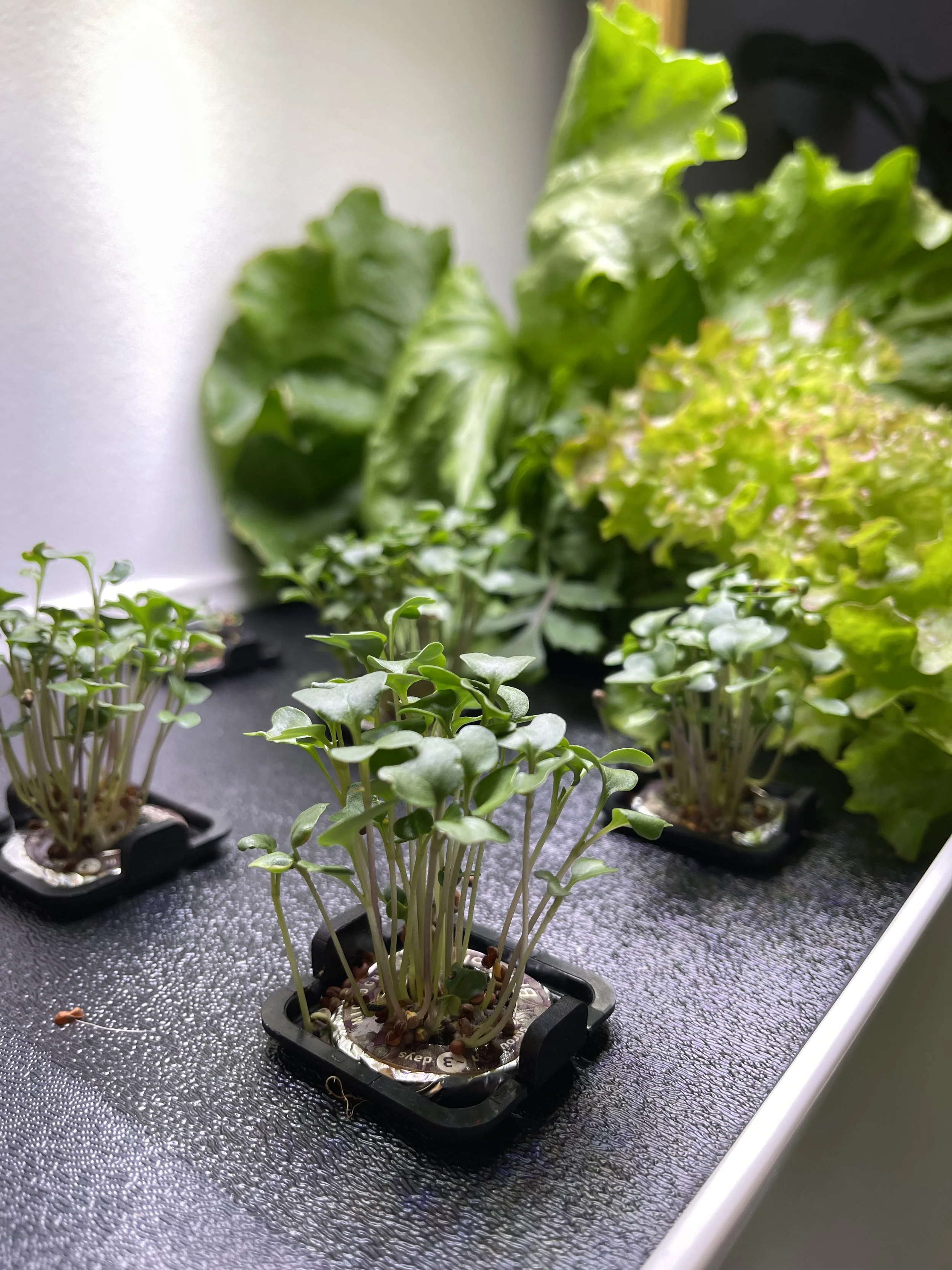 Close-up of young seedlings in small black trays, with lush green leafy plants in the background, on a grey textured surface in a controlled growing environment.