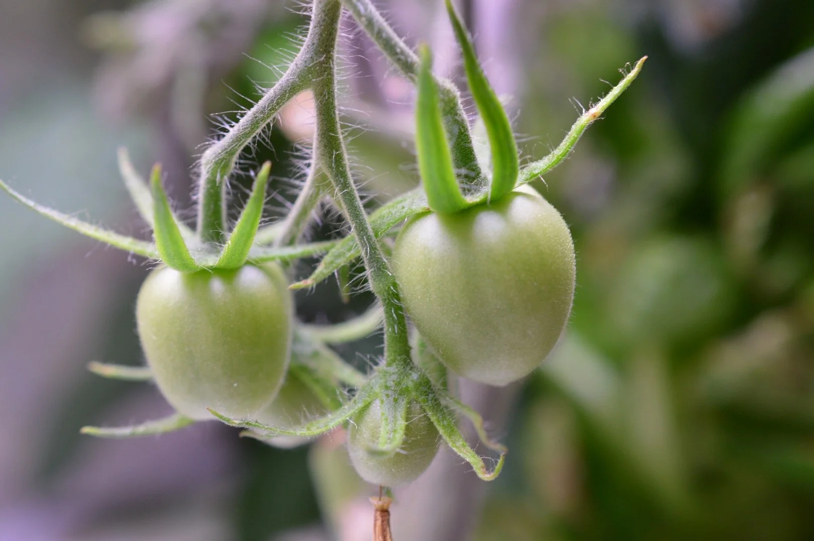 Close-up of two small, green, unripe tomatoes growing on a vine with green stems and leaves in the background.