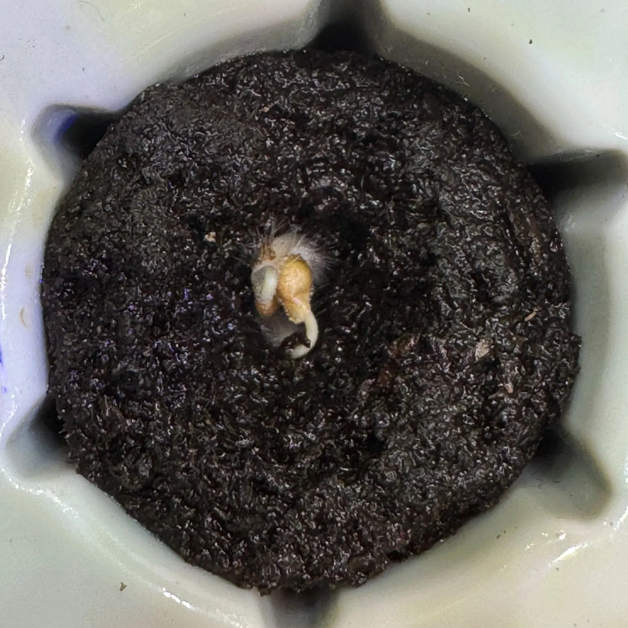 Close-up of a germinating seedling showing fine white root hairs emerging in a hydroponic grow pod.