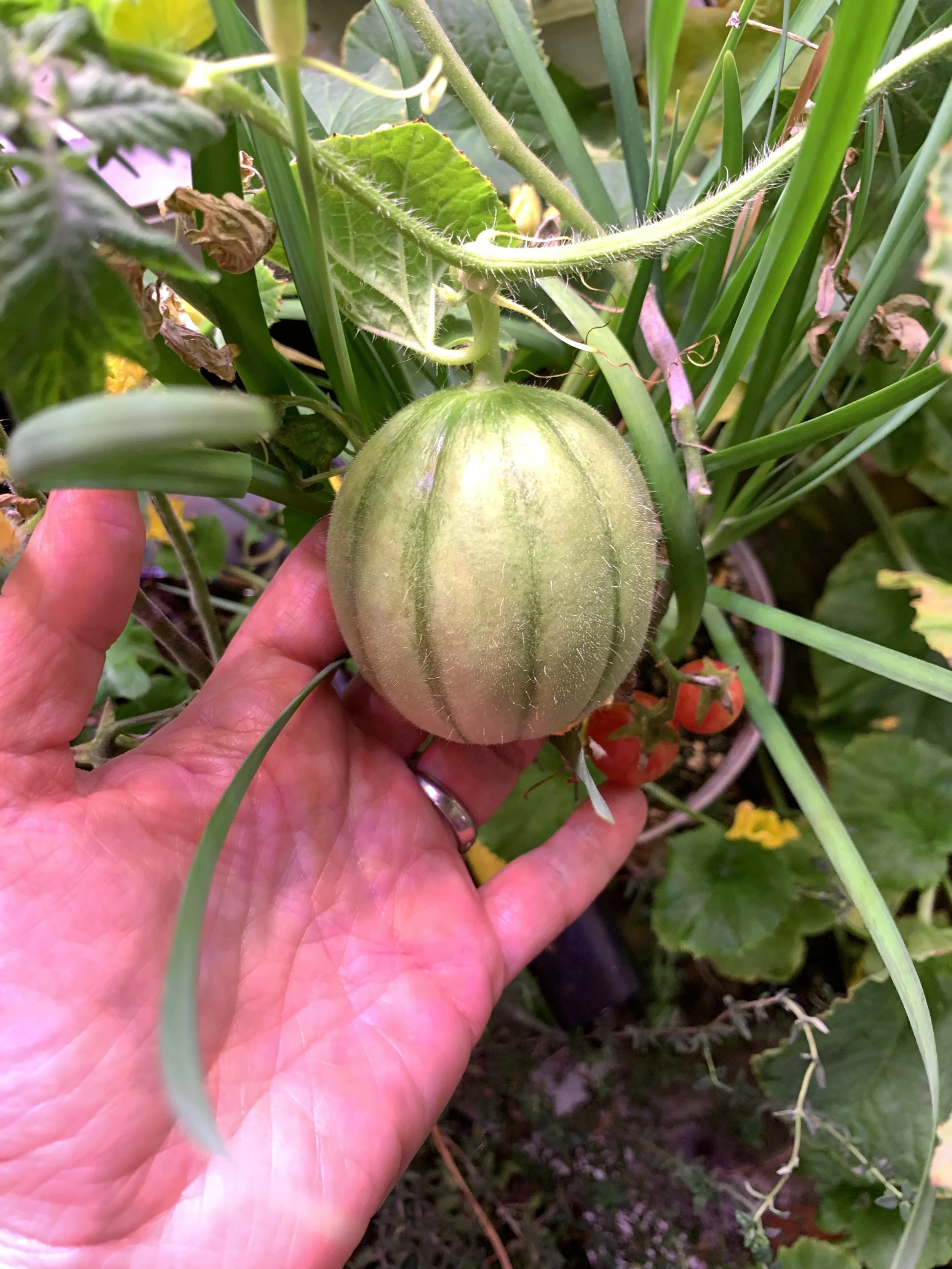 A charentais melon I grew in my AeroGarden Farm Plus