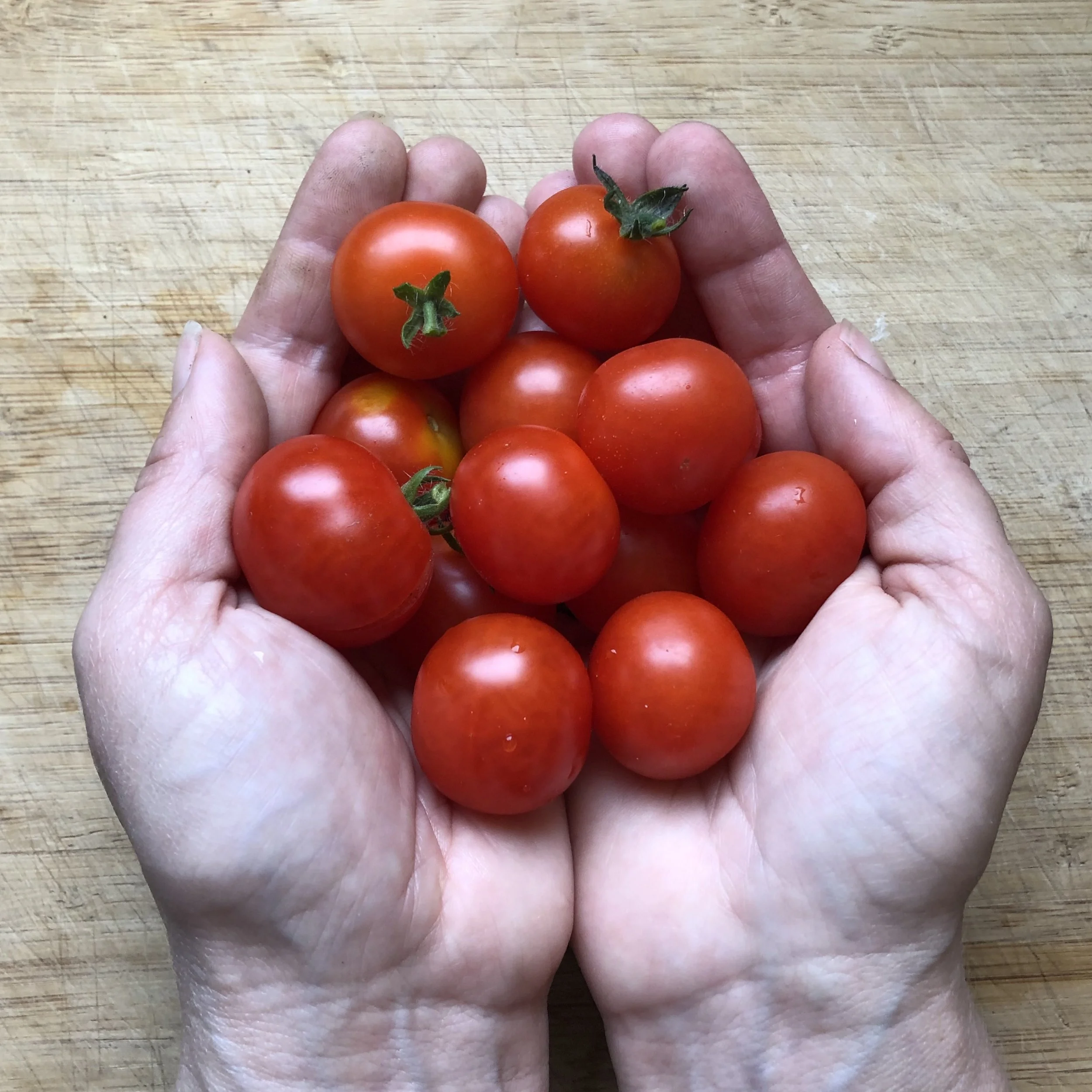 Close-up of a hand holding several small red tomatoes on a wooden surface.