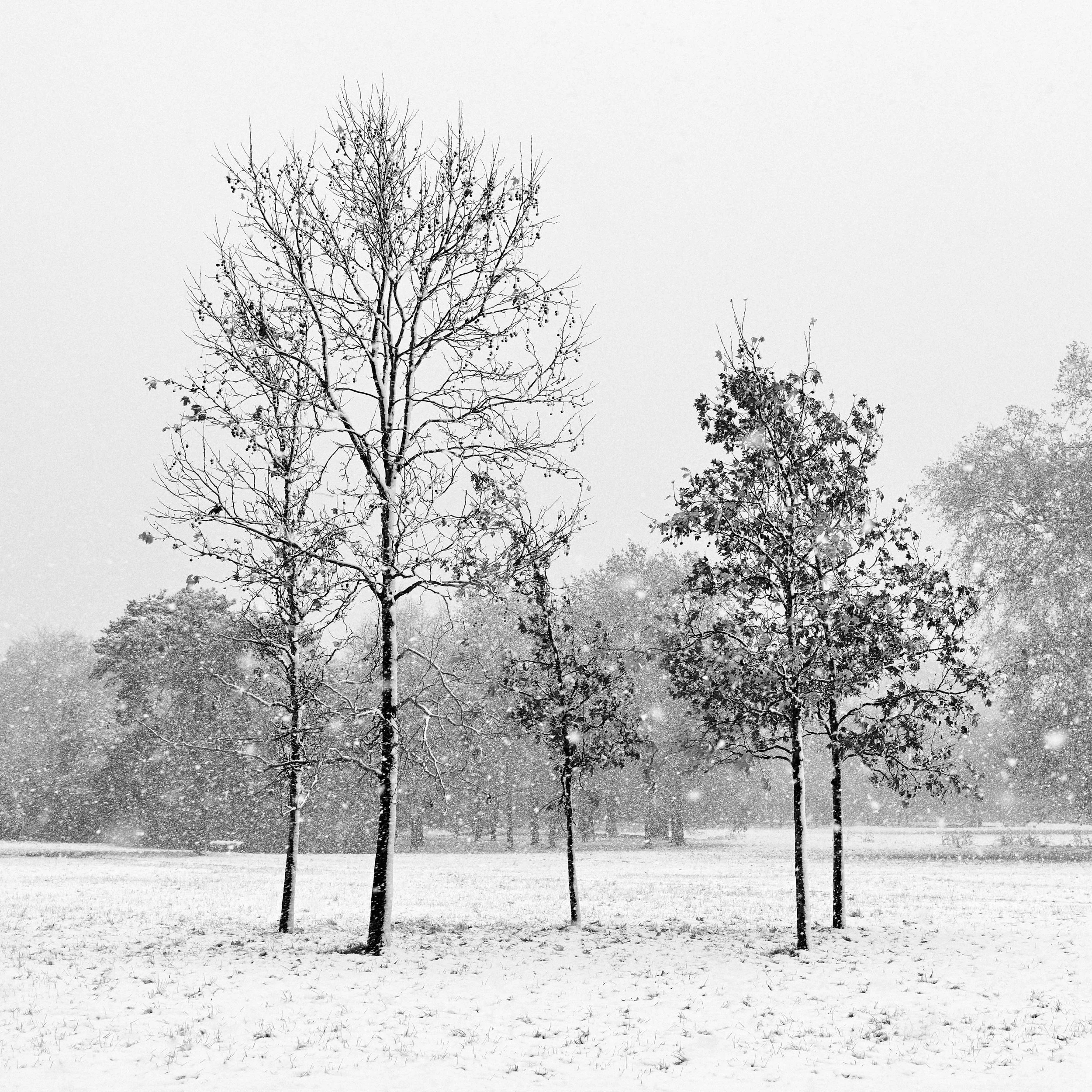 Five trees in a snow fall, Bois de Vincennes, nov. 2024