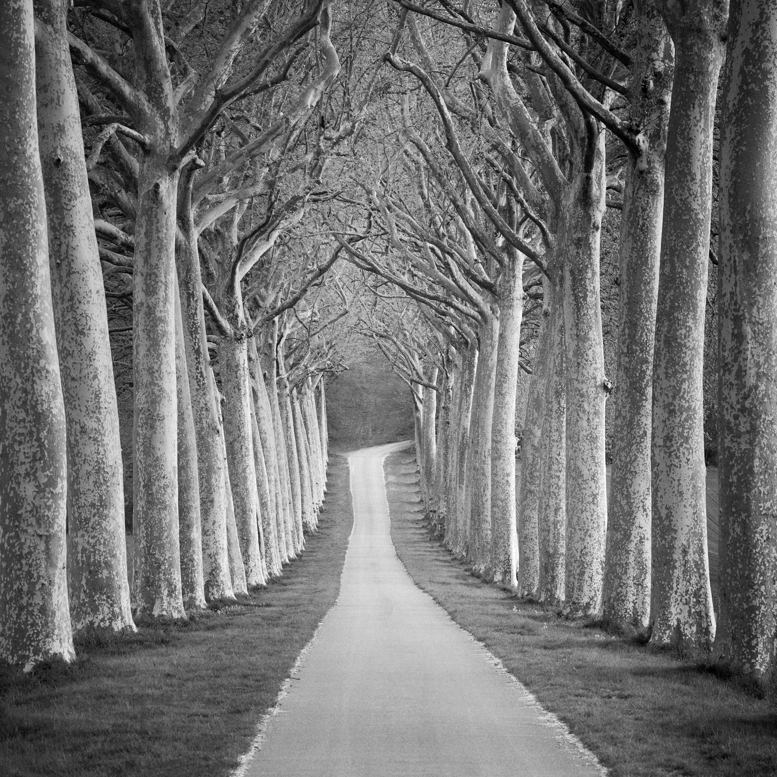 Plane trees alley, Soissons, apr.2026