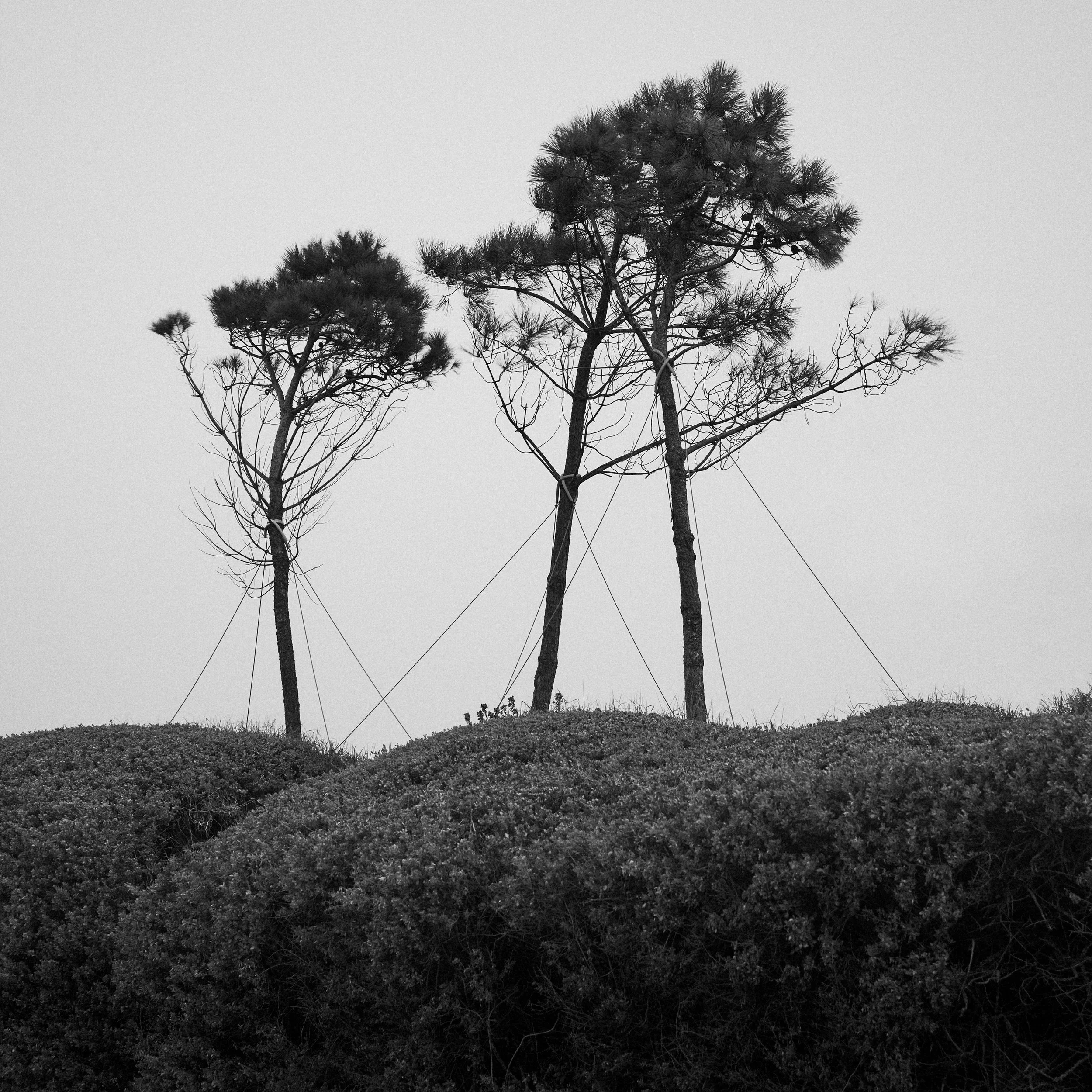 Dancing trees, Saint-Georges-de-Didonne, feb.2026