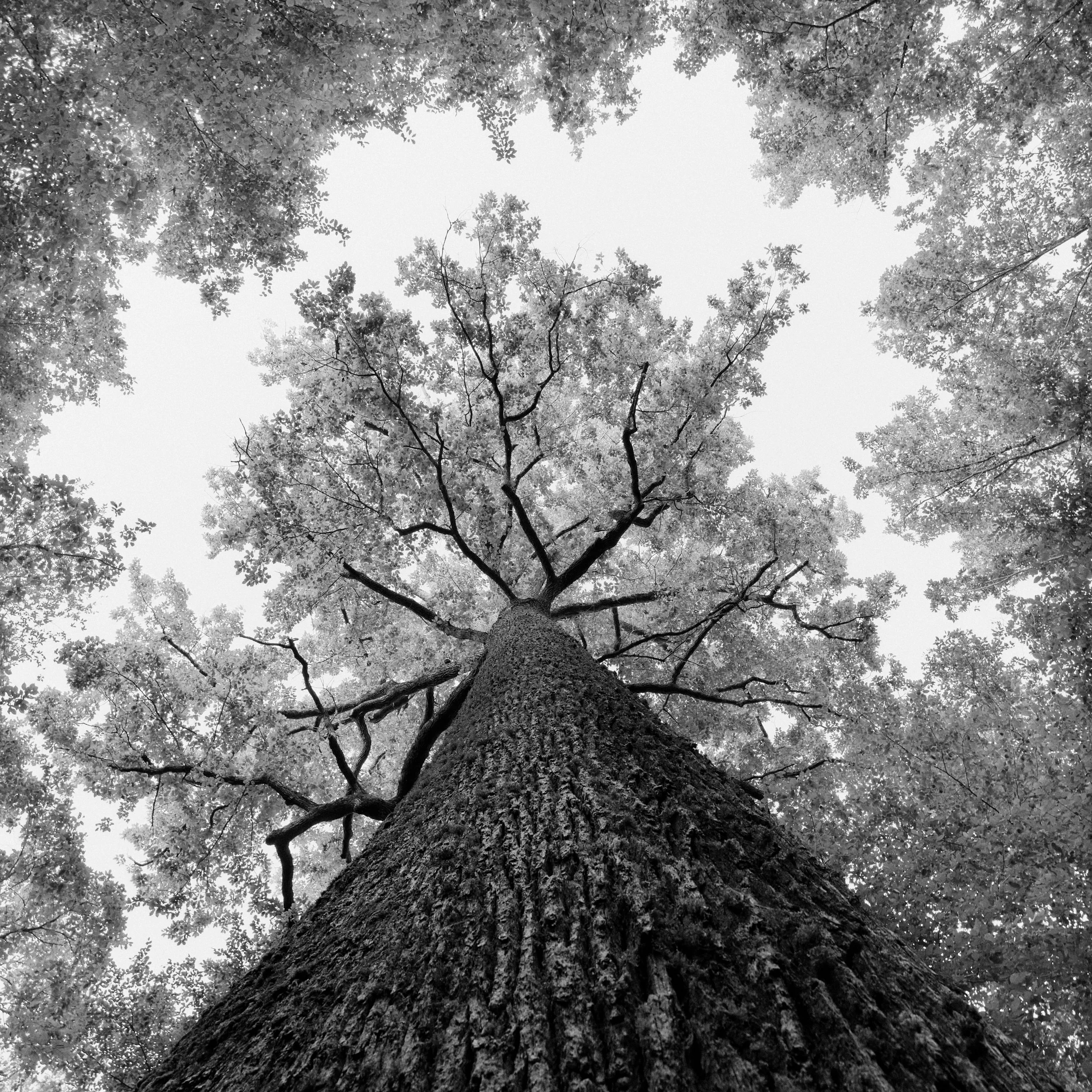Stebbing oak tree, St-Bonnet-Tronçais, may 2026