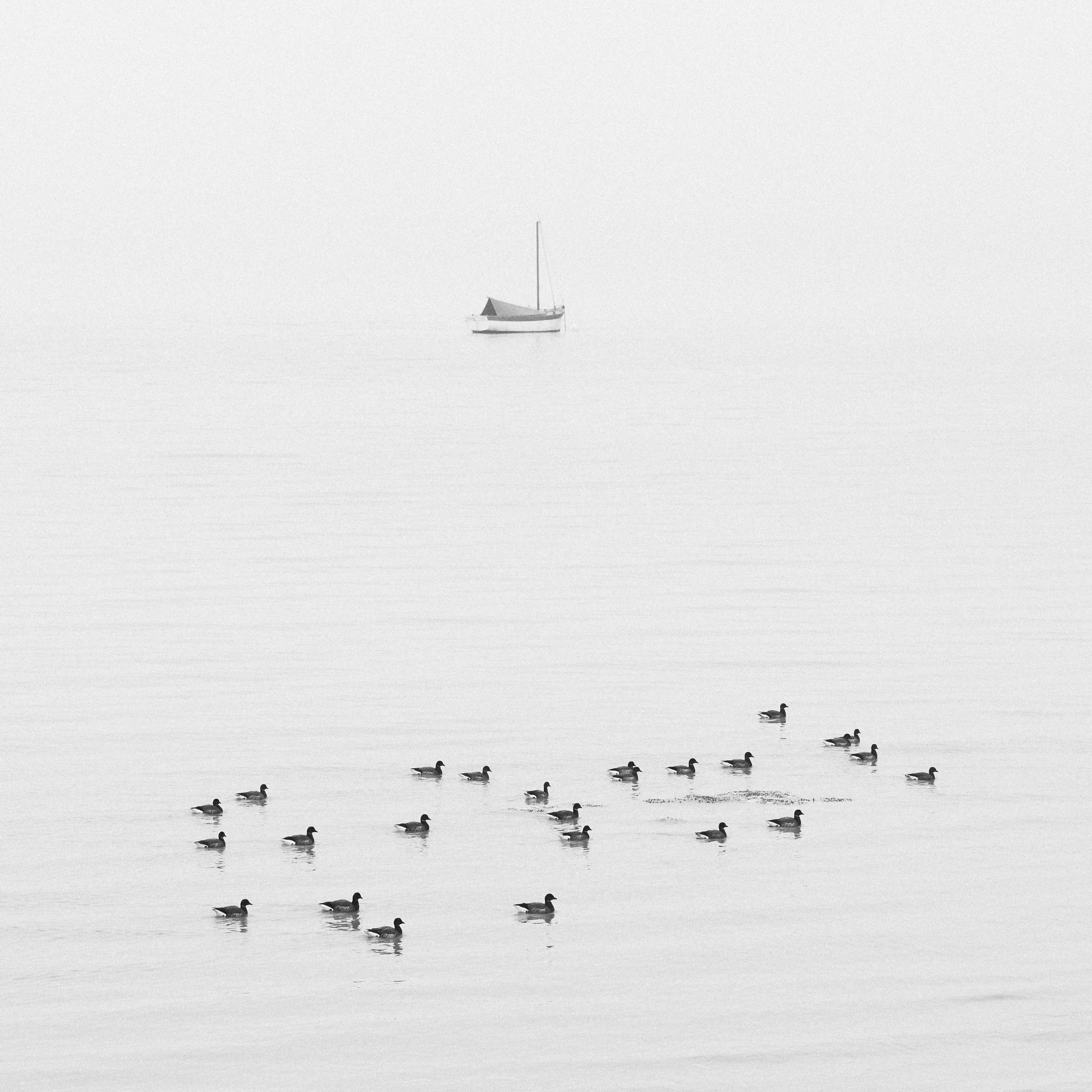 Boat and geese, Cancale, mar.2026