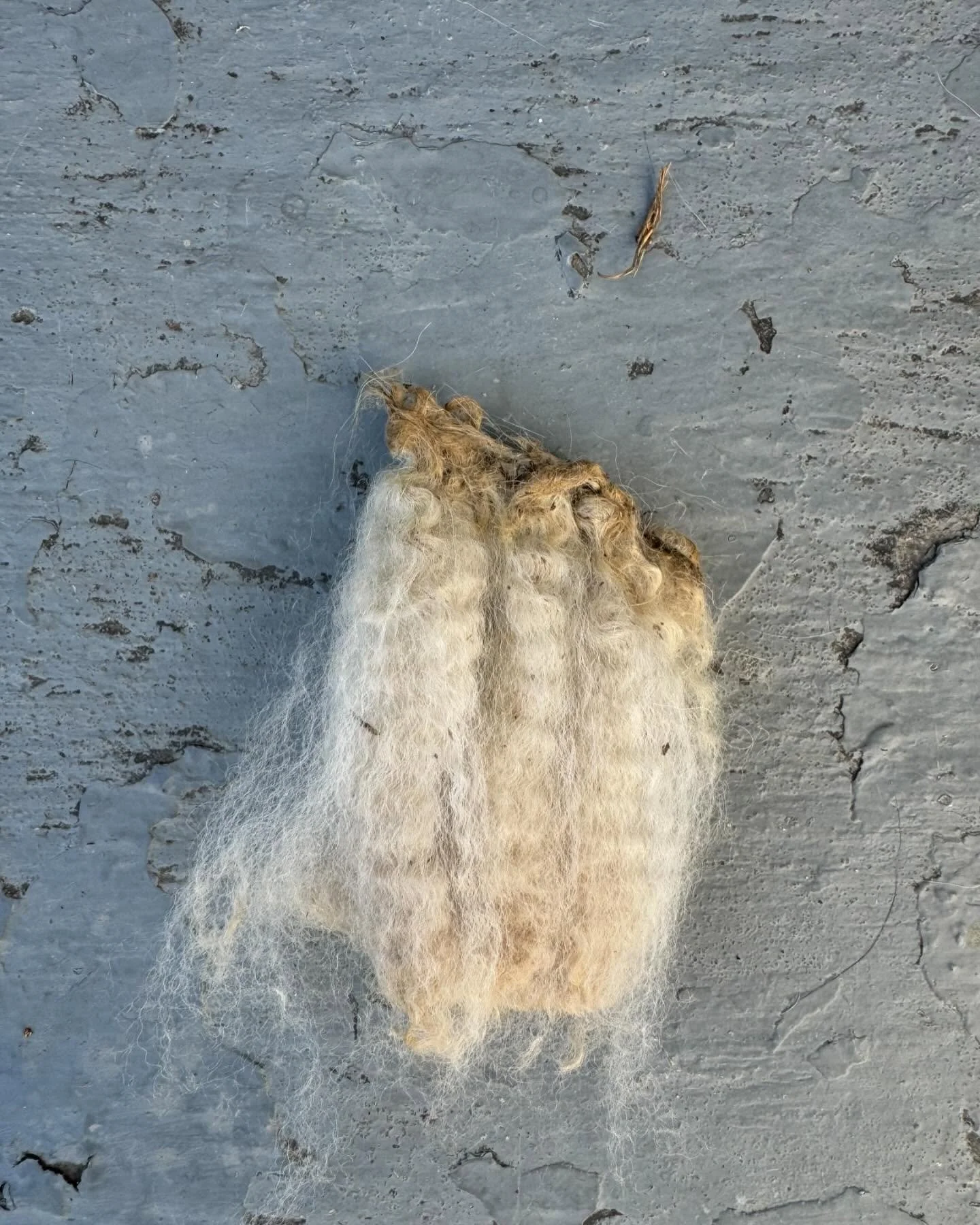 ✨I have a THING for wool locks. ❤️

✨The crimp in this particular lock is stunning! 

✨This fleece came from a mixed breed flock. 

#woolisbeautiful 
#chosewool 
#sustainable
#sustainabletextiles