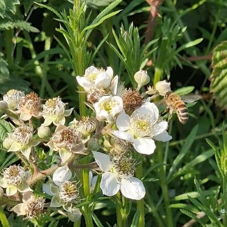 Pollination Services