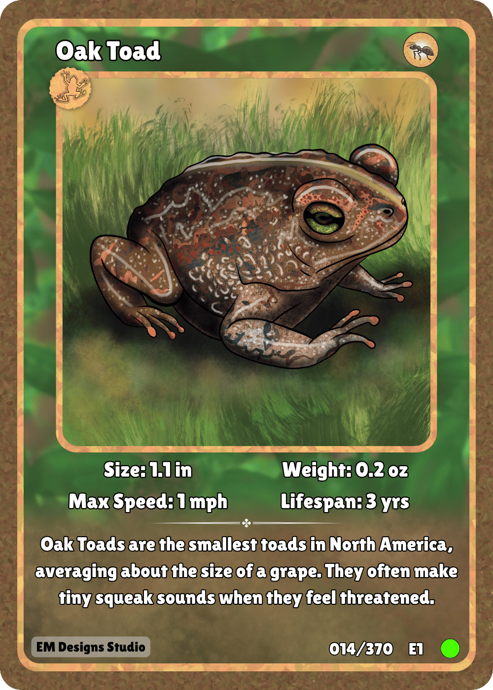 Oak Toad.png