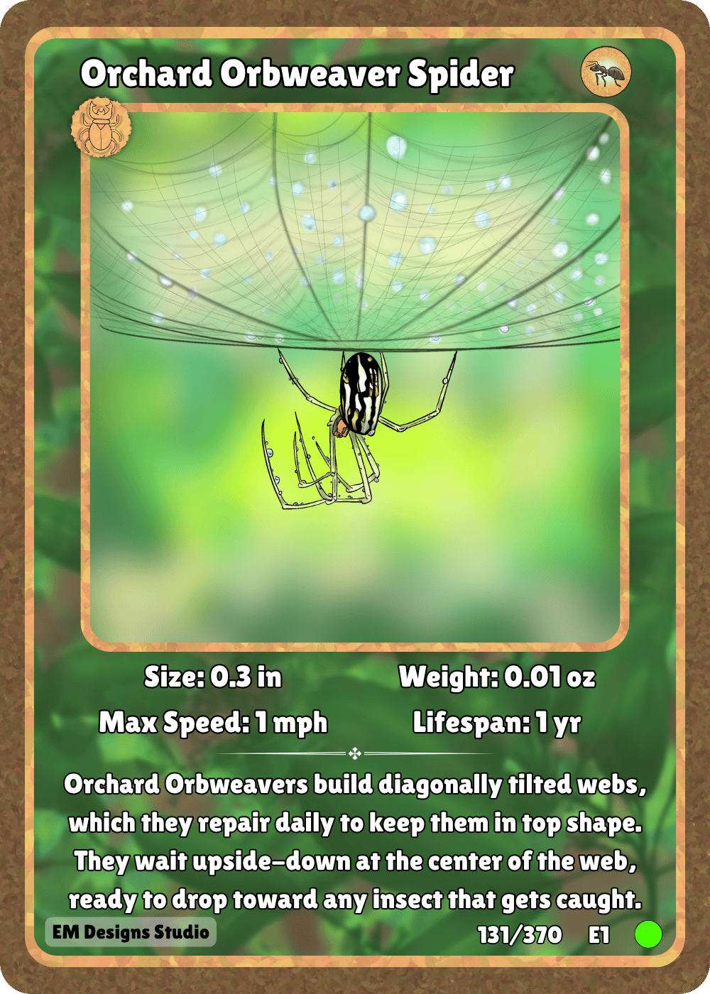 Orchard Orbweaver Spider.png