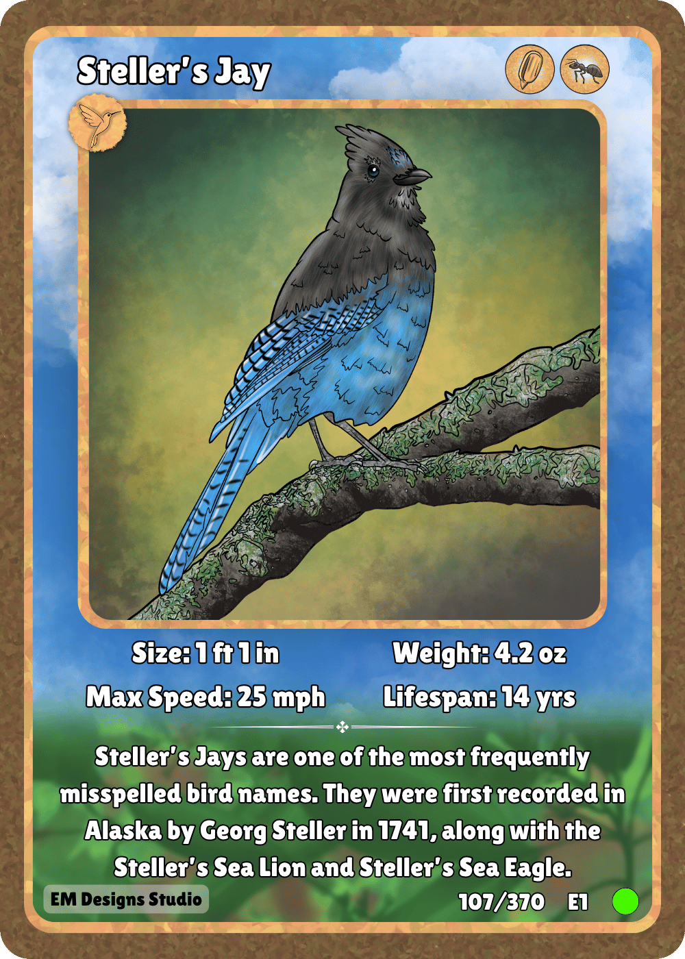 Steller's Jay.png