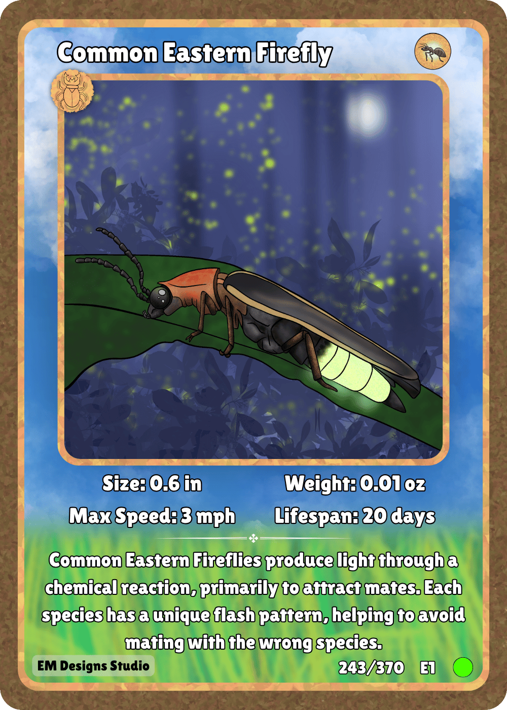 Common Eastern Firefly.png