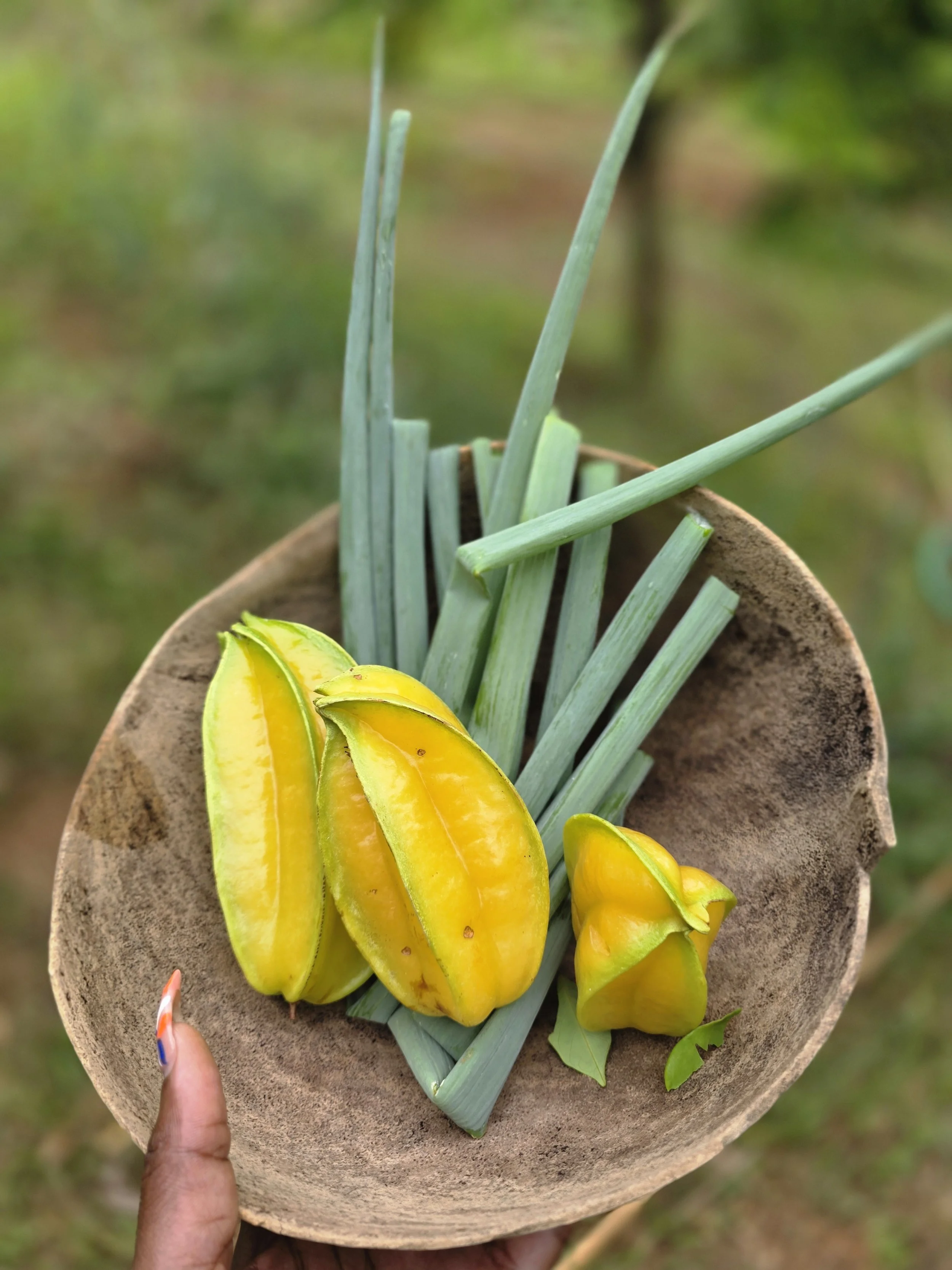 Harvesting on a farm (St. Thomas USVI)