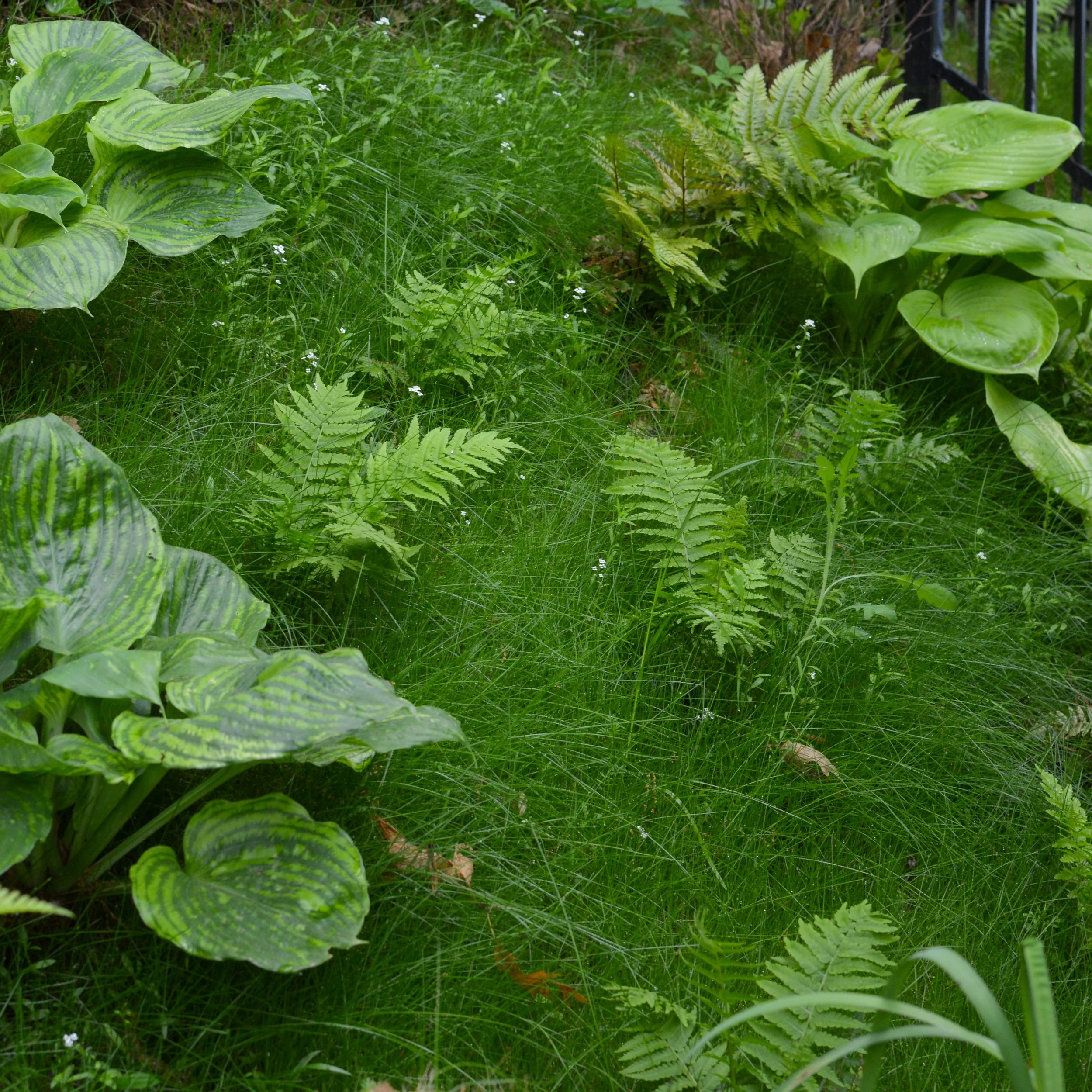 Shade Garden Design.jpg