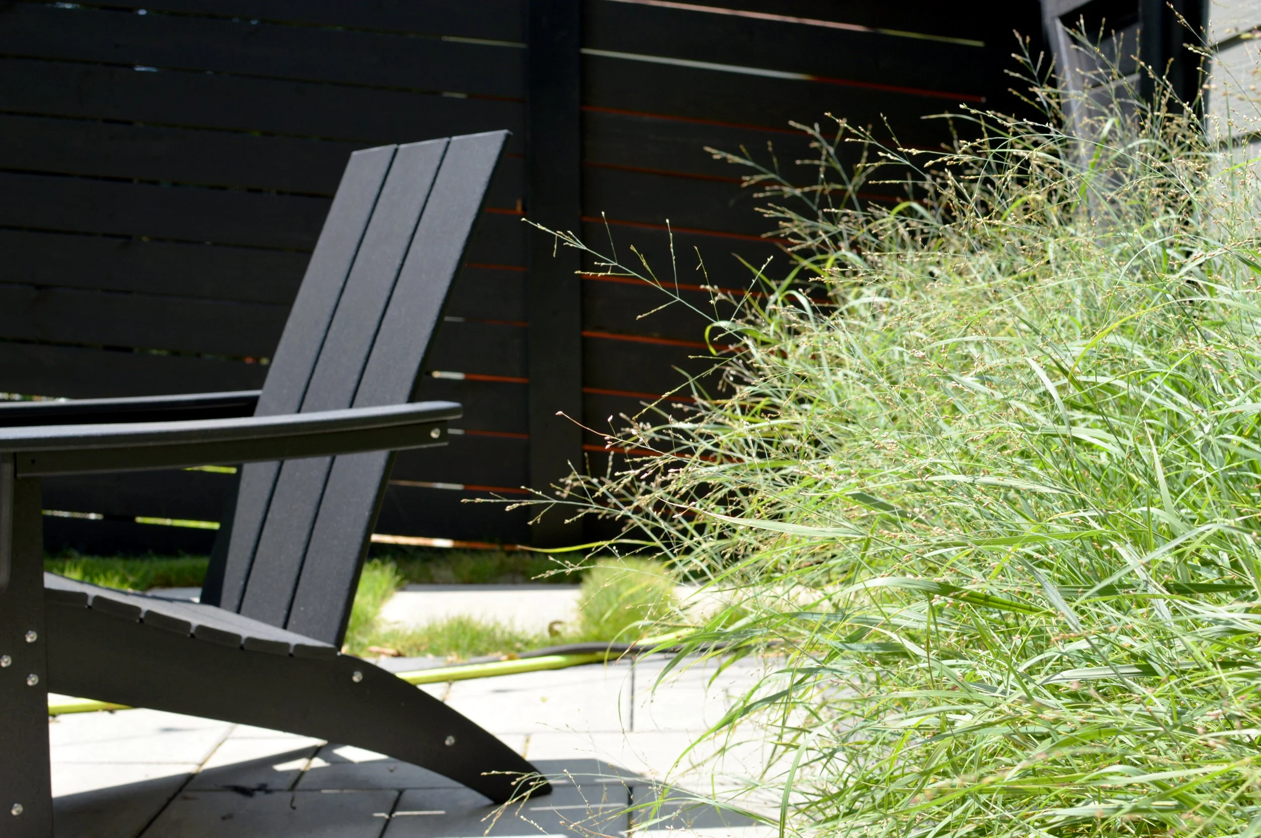 Panicum by patio.jpg