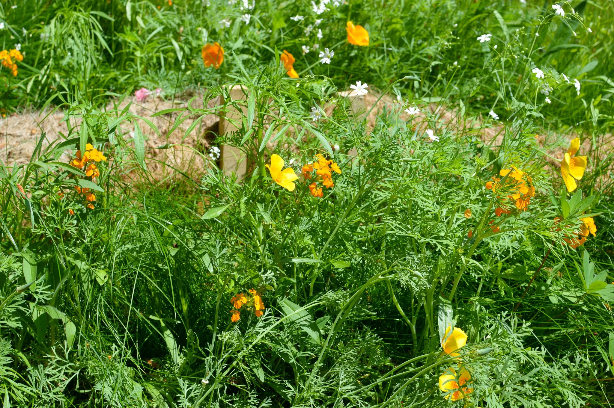DSC_9228.jpg