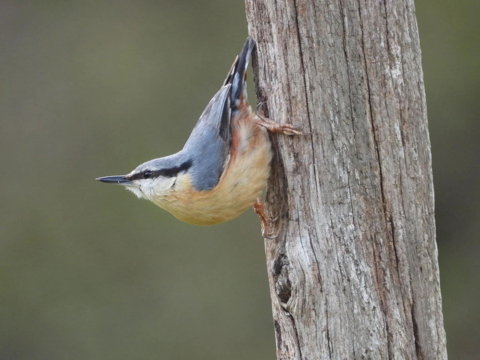 malbosc-le-soulie-house-nuthatch.jpg