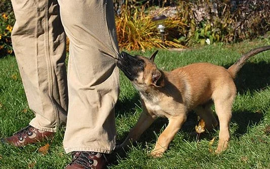 How to Stop Puppy Biting (Without Making It Worse)