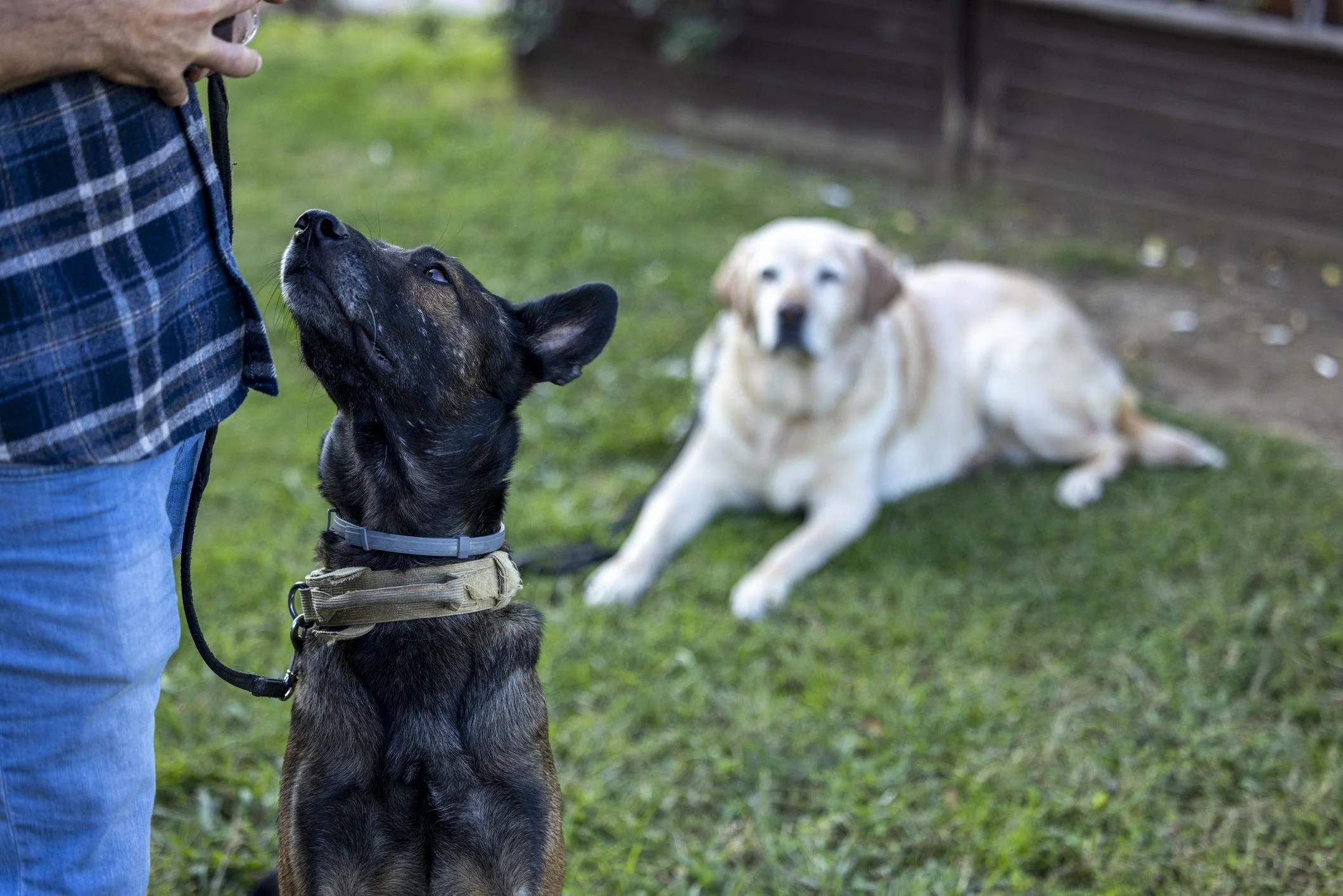 Is Board and Train Right for Your Dog?