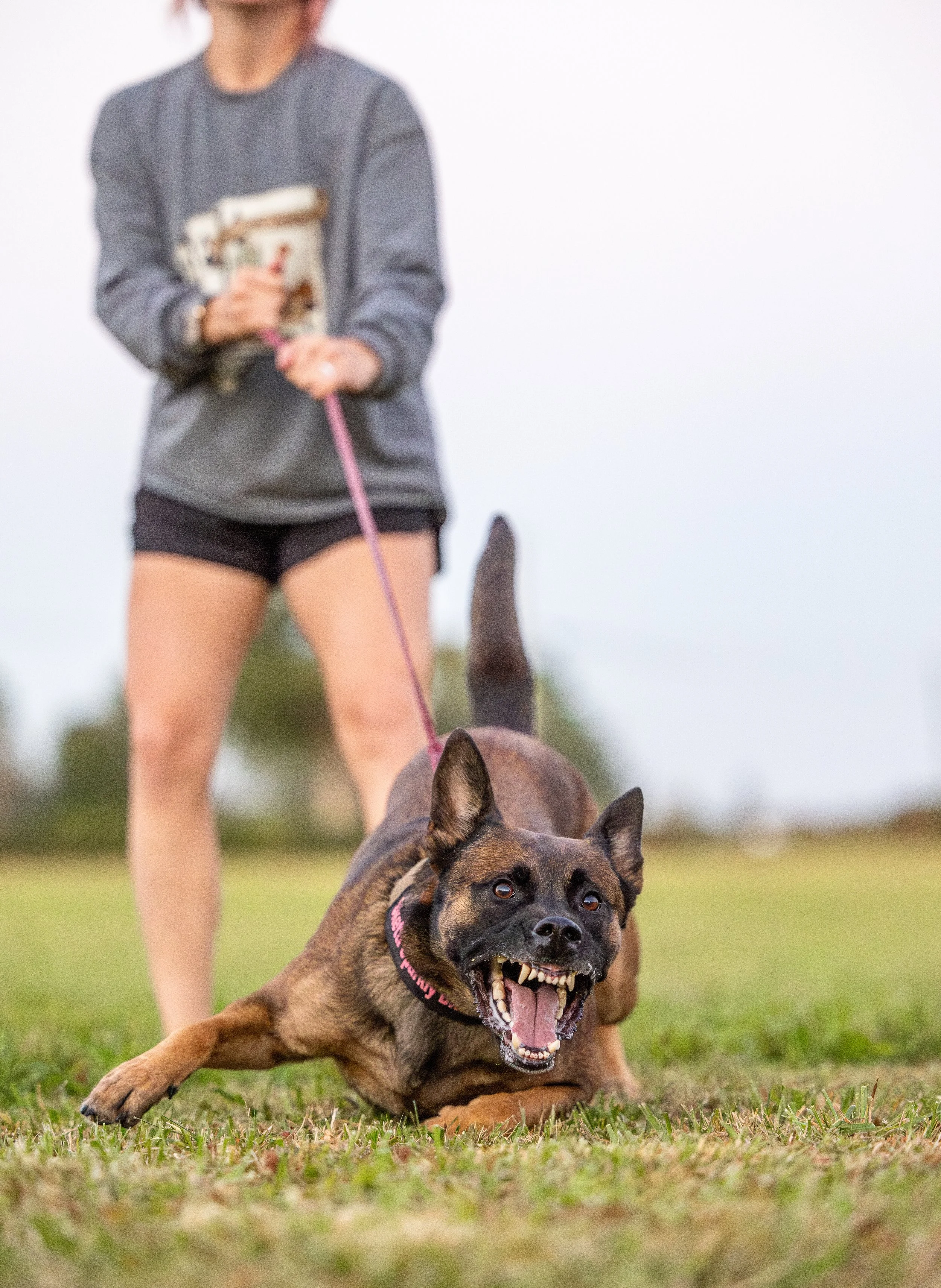 Elite Custom Board & Train (4+ Weeks)