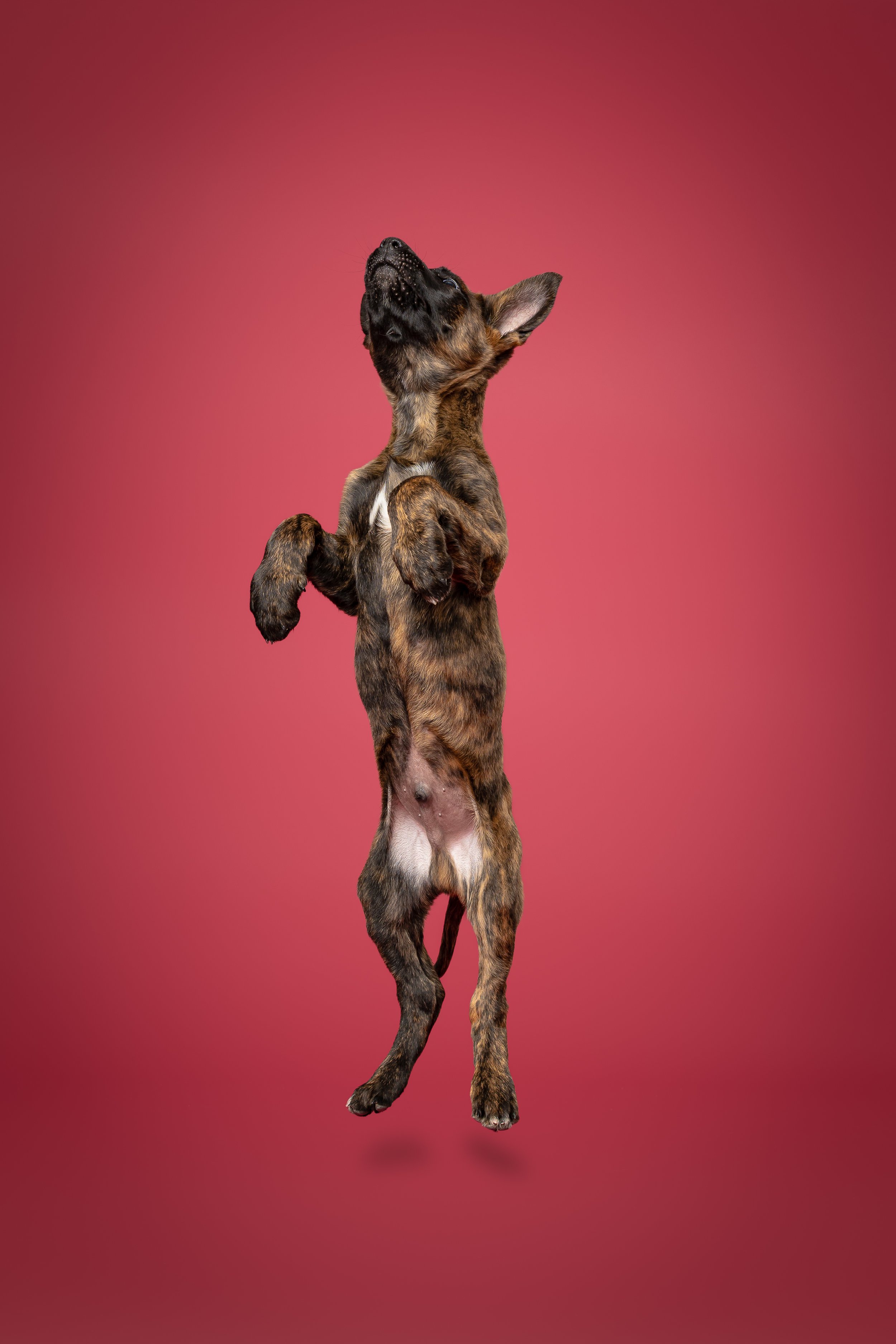 Off Leash Freedom Board & Train