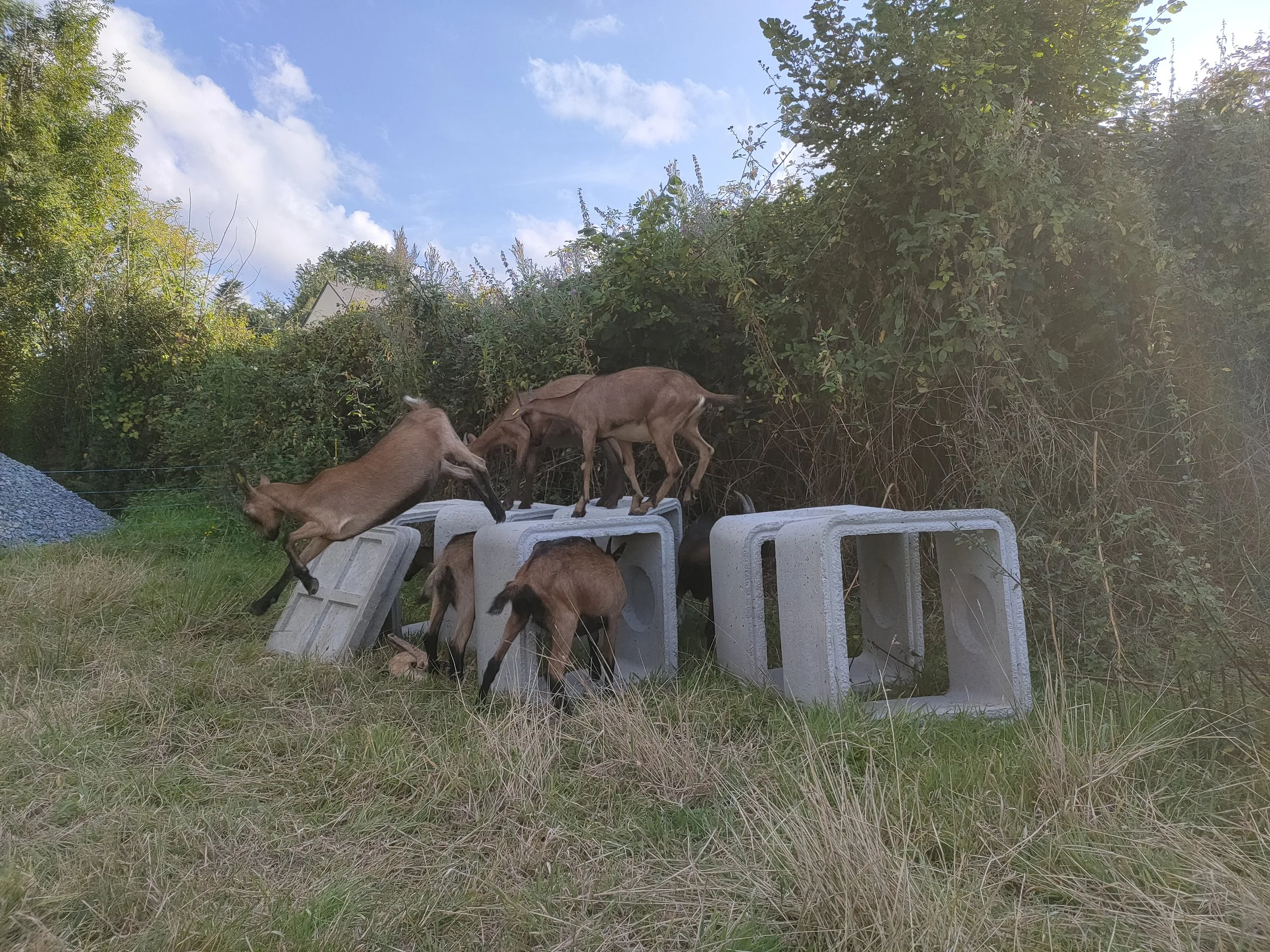 Des chevreaux sautent sur des blocs en béton dans une prairie avec des buissons et un ciel bleu avec quelques nuages.