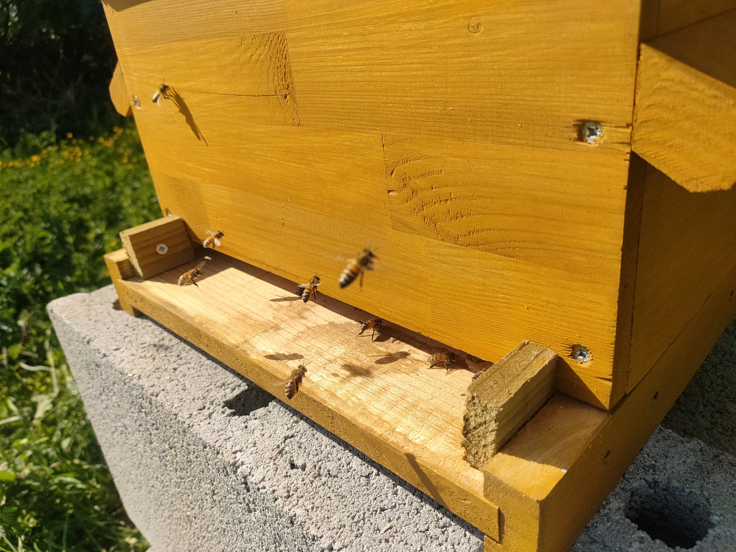 Ruche d'abeilles en bois avec abeilles installées sur l'entrée et le dessus, située sur un support en pierre, avec une végétation verte en arrière-plan.