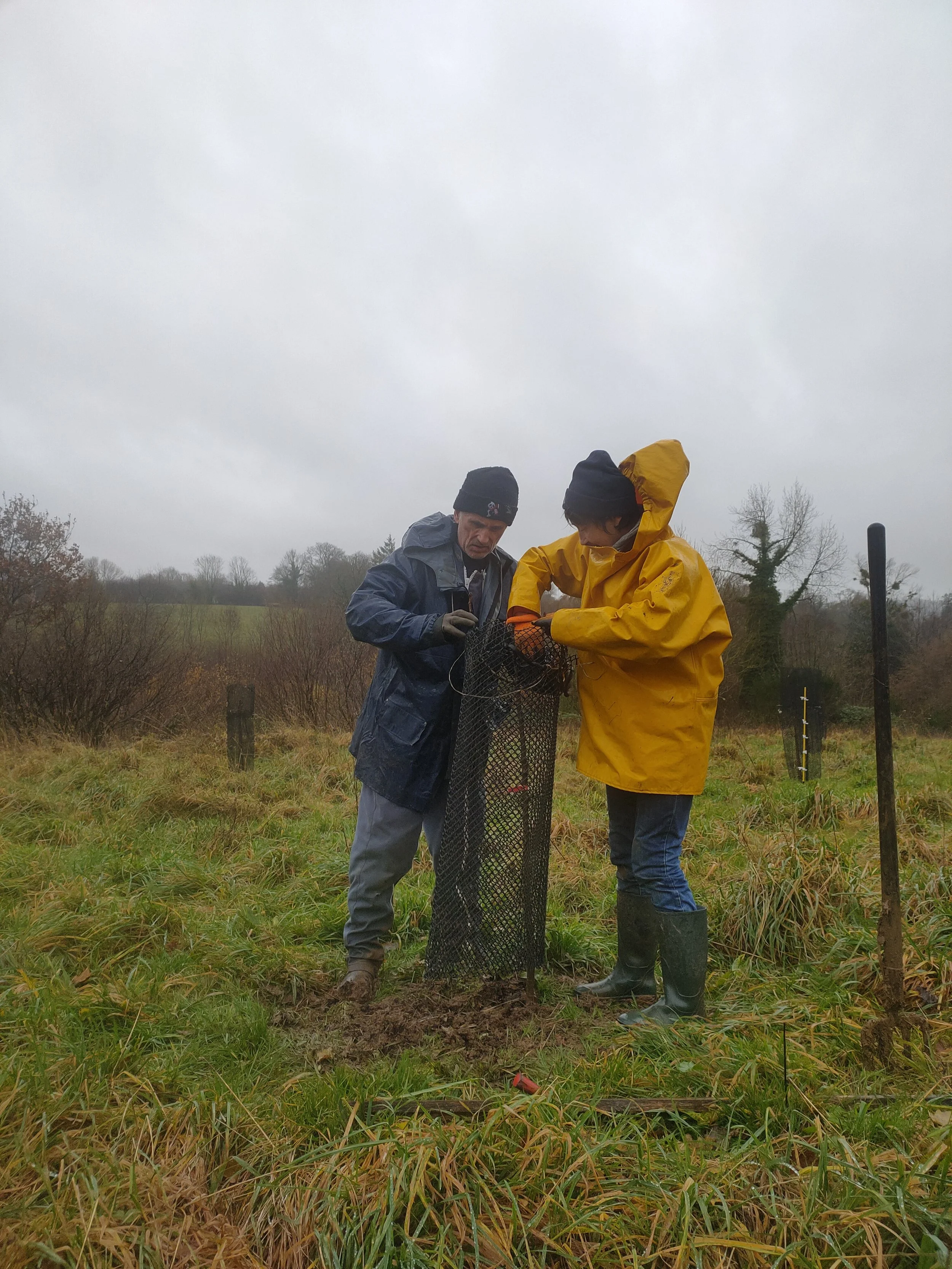 Deux personnes en vêtements de pluie bleus et cirés jaunes installent une gaine de protection autour d'un jeune plant de pommier.