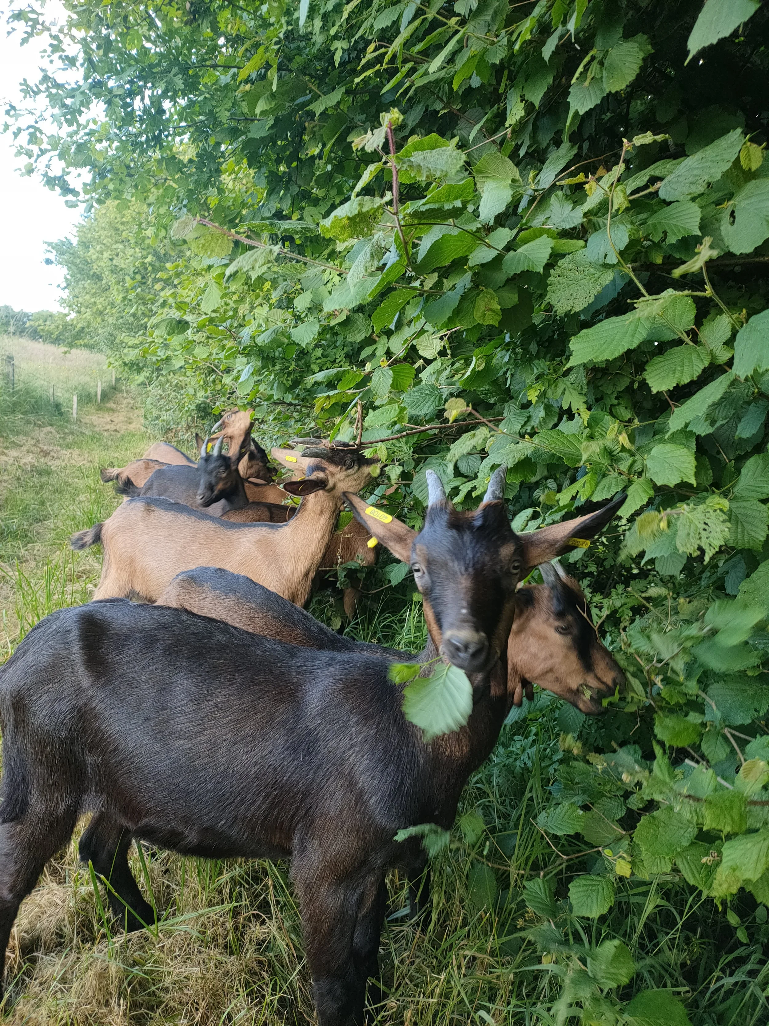 Des chevreaux broutant des feuilles de noisetier dans un champ en plein air.
