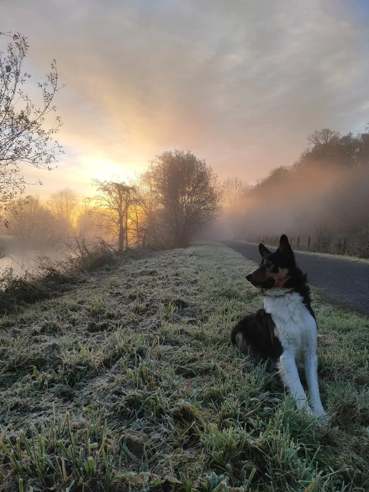 Un chien assis sur une berge, regardant vers la droite, avec un paysage brumeux au lever du soleil en arrière-plan.