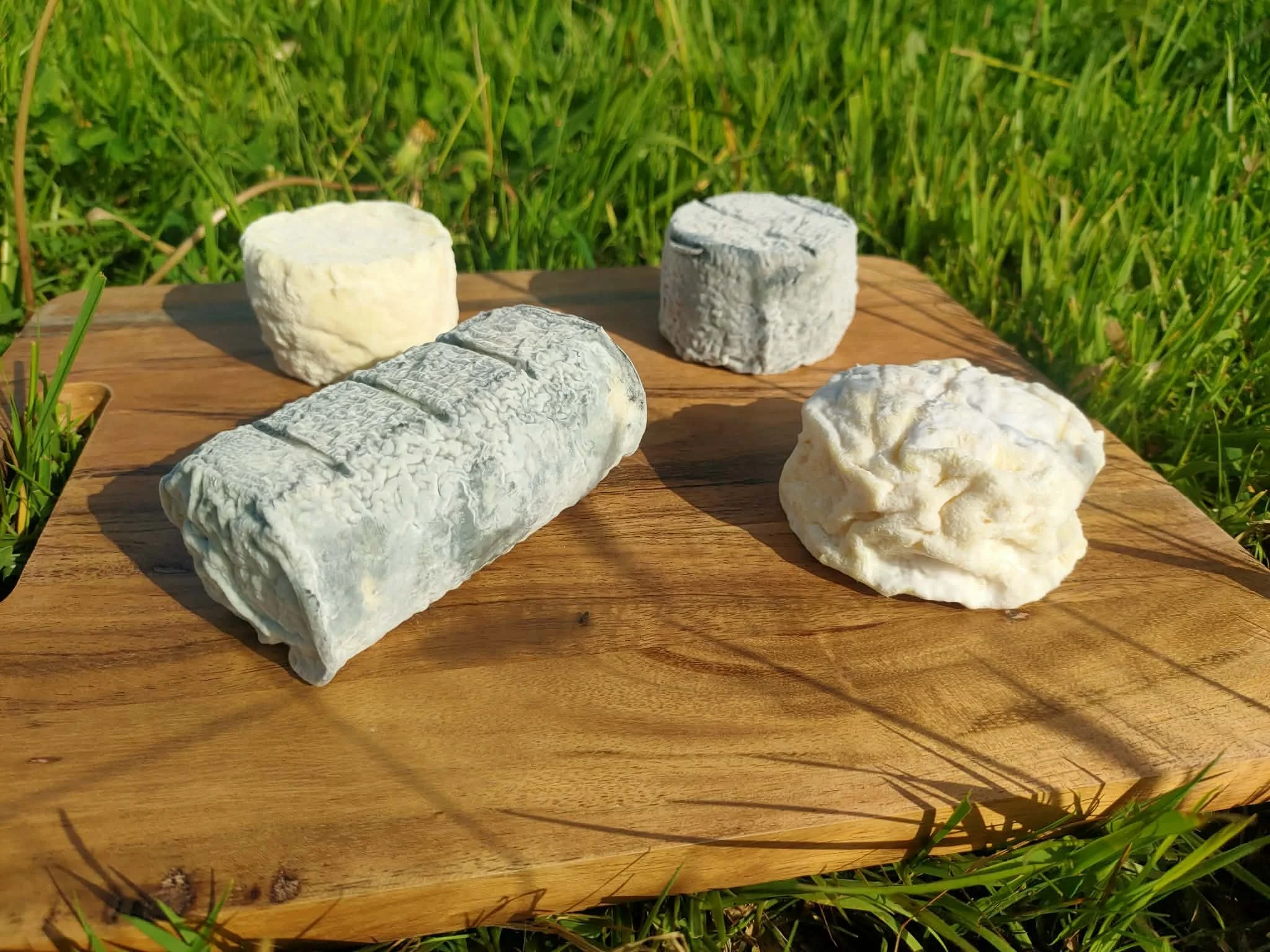crottins et buche de chèvre frais et cendrés sur une planche en bois