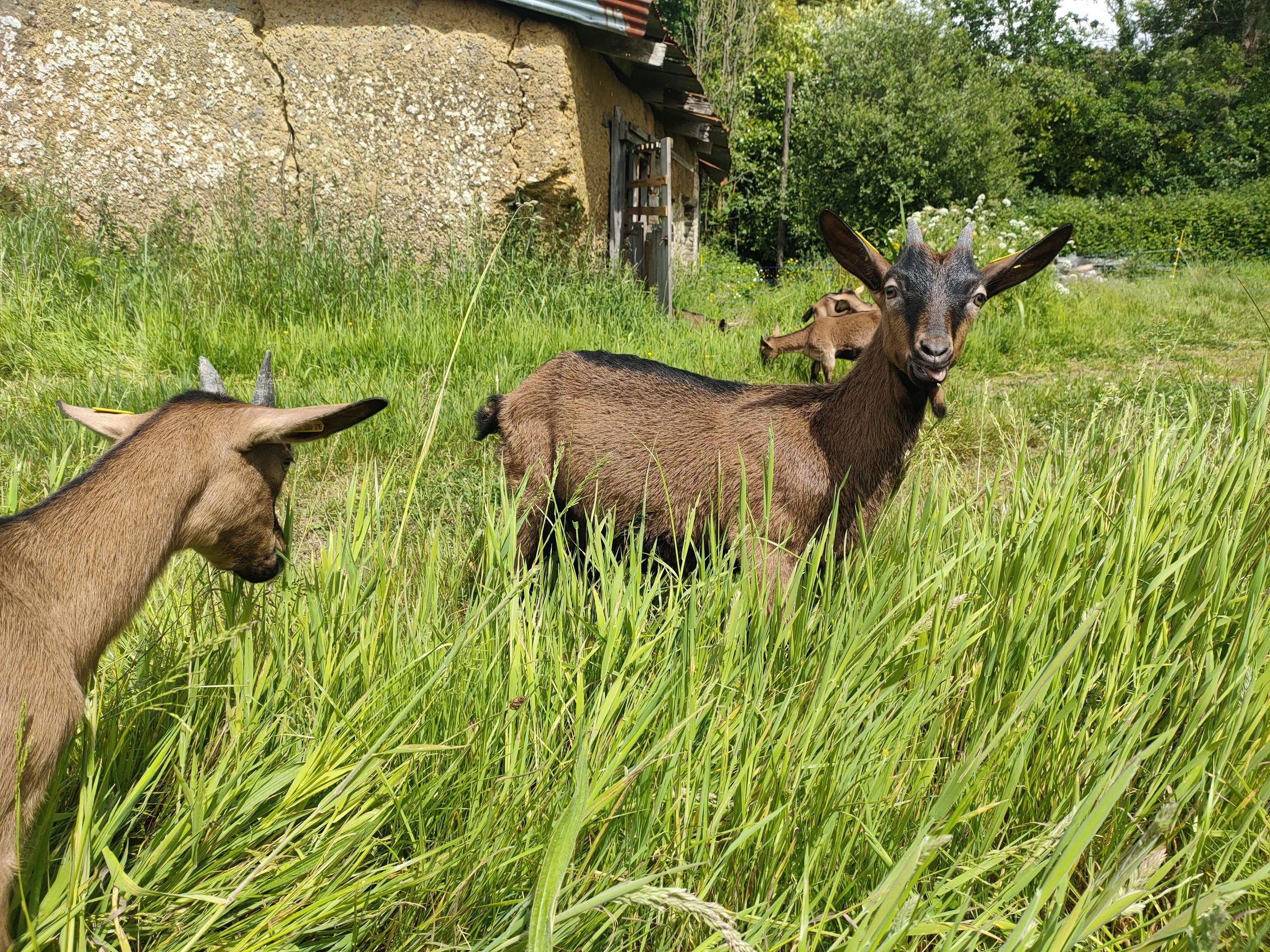 Chèvres dans un pré verdoyant à côté d'une vieille bâtisse en terre.