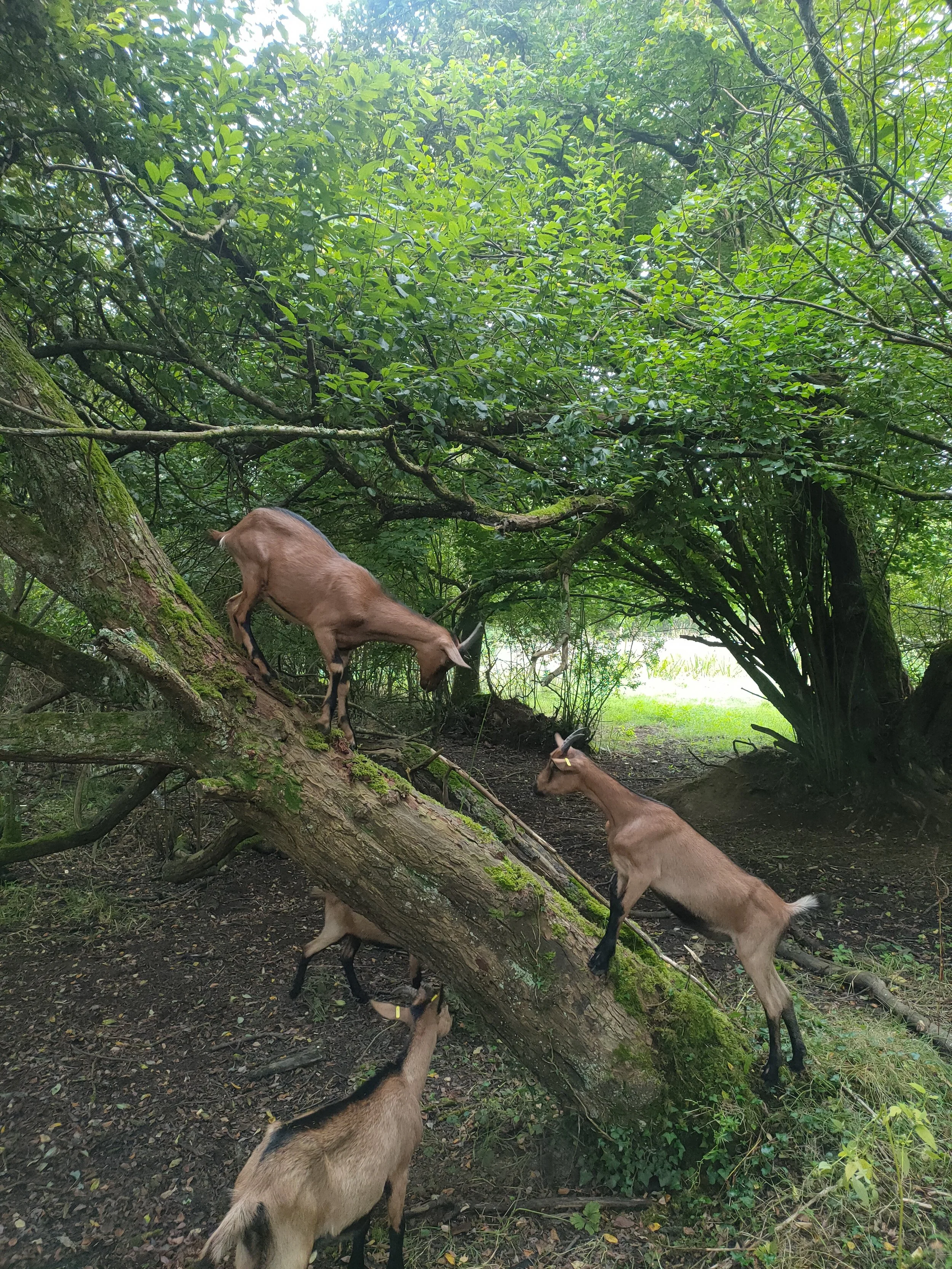 Trois chèvres dans une forêt verte, deux se faisant face sur un arbre couché, une troisième au sol