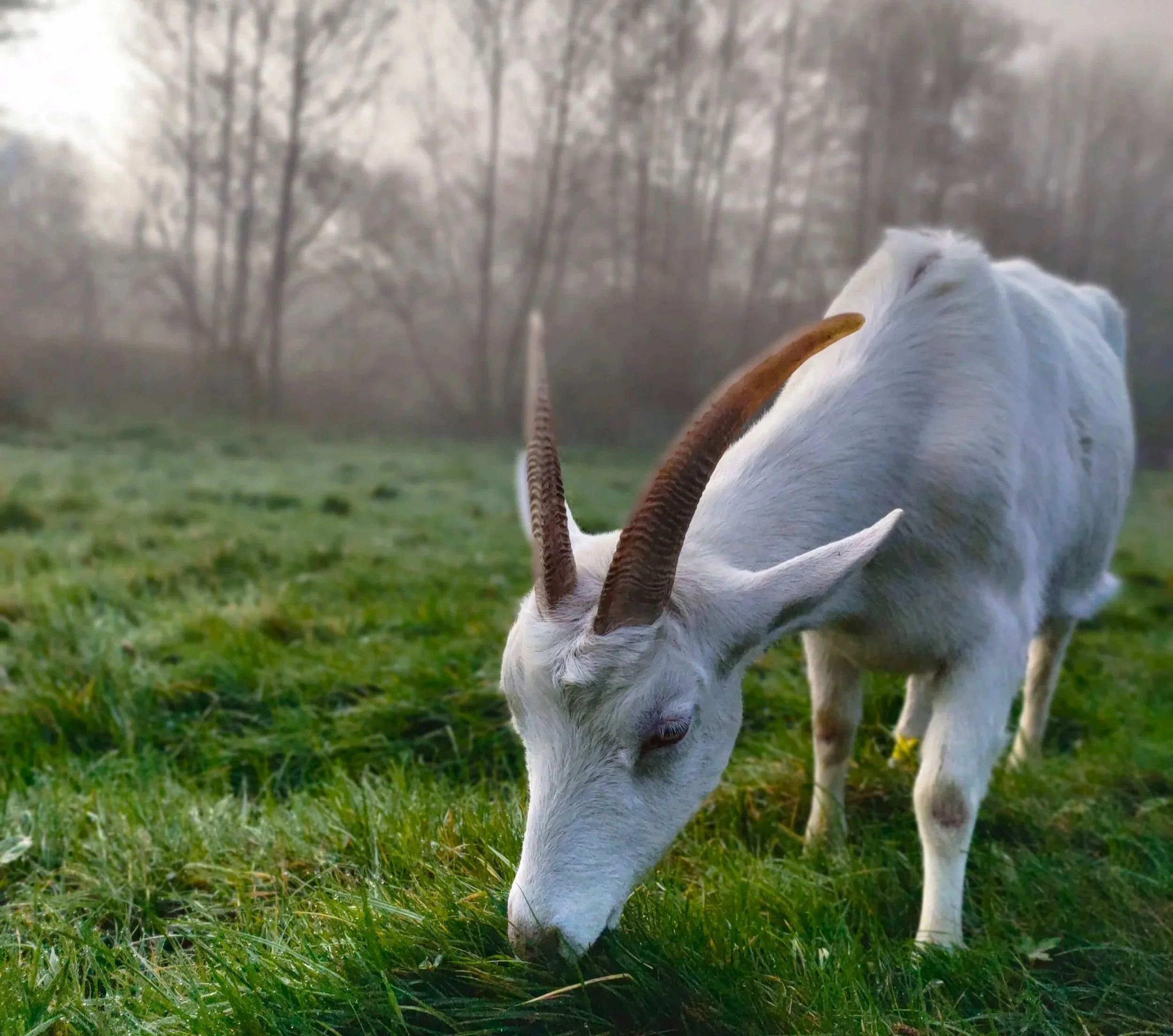 Une chèvre blanche amoureuse de l'herbe verte dans un champ avec des arbres en arrière-plan.