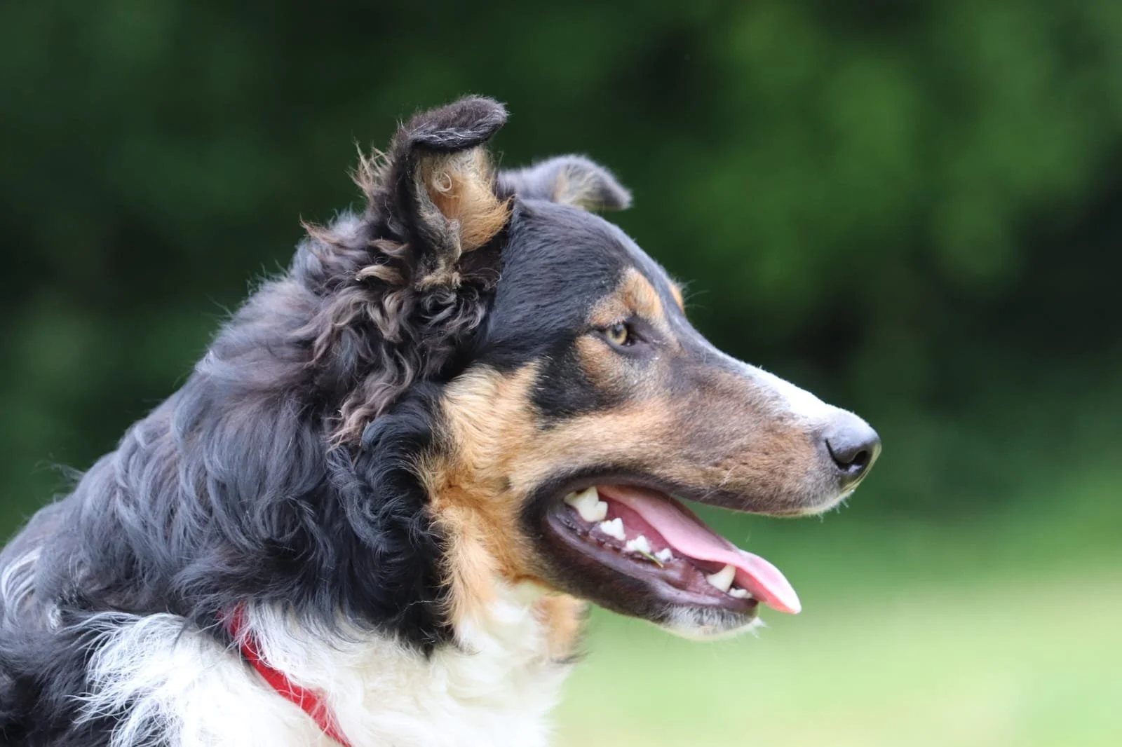Profil d'un chien de race border collie, avec un pelage noir, blanc et brun, regardant vers la droite, langue sortie, fond flou vert
