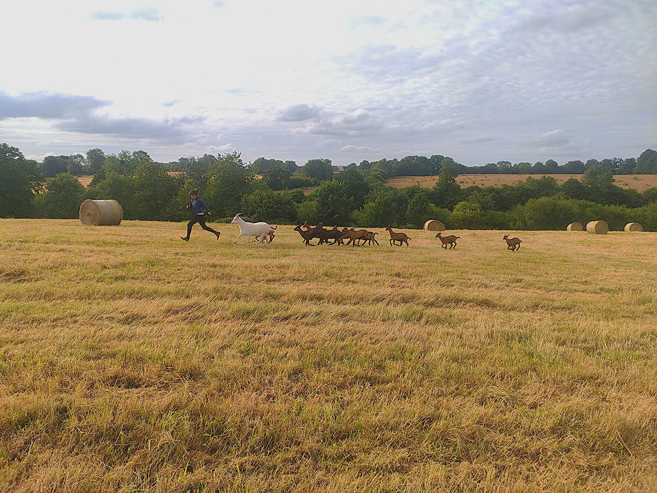 Une femme courre dans un champ avec plusieurs chèvres et chevrettes, avec des bottes de foin dans un paysage rural de Normandie