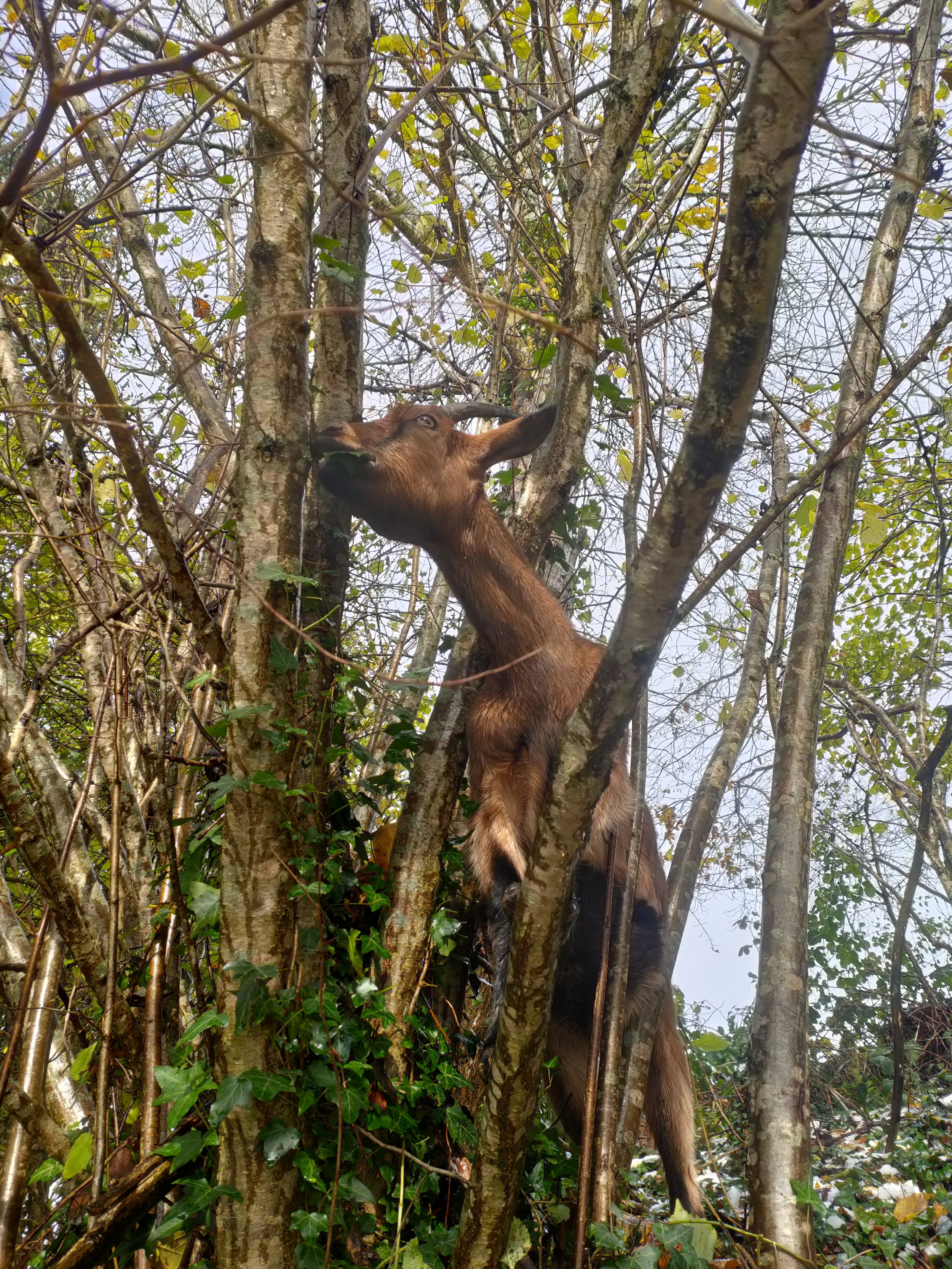 Une chèvre alpine grimpe et mange sur un arbre avec plusieurs branches et feuilles vertes.