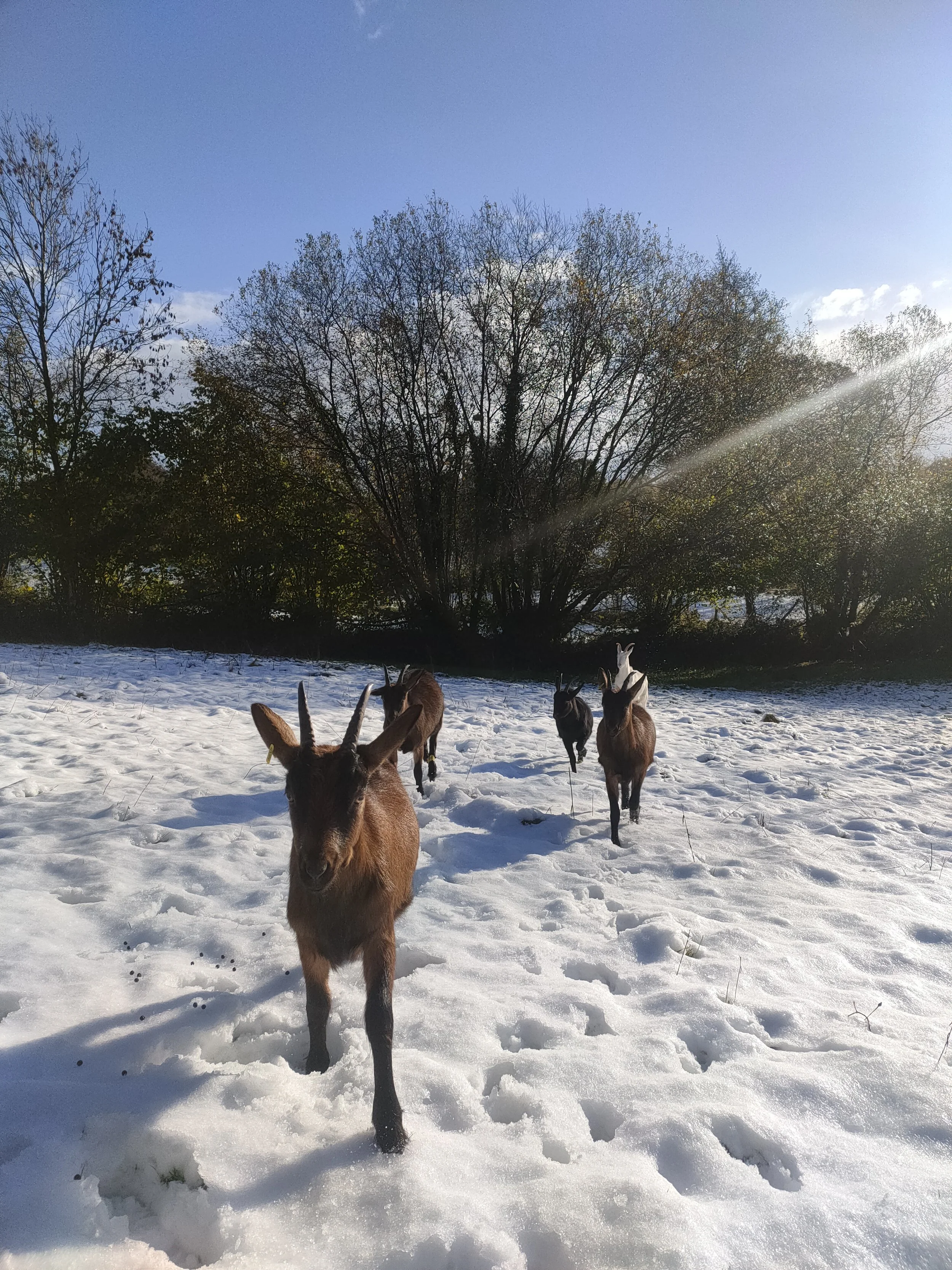 Chèvre brune marchant dans la neige, avec d'autres chèvres en arrière-plan et un feuillage d'arbres sous un ciel bleu ensoleillé.