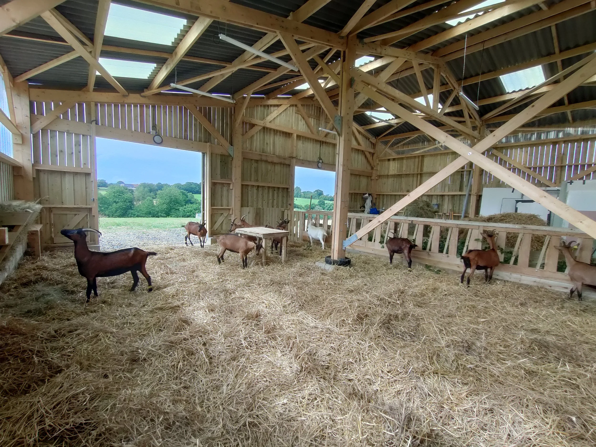 Une étable en bois avec des chèvres, intérieur spacieux avec sol en paille, ouvert sur un paysage rural verdoyant.