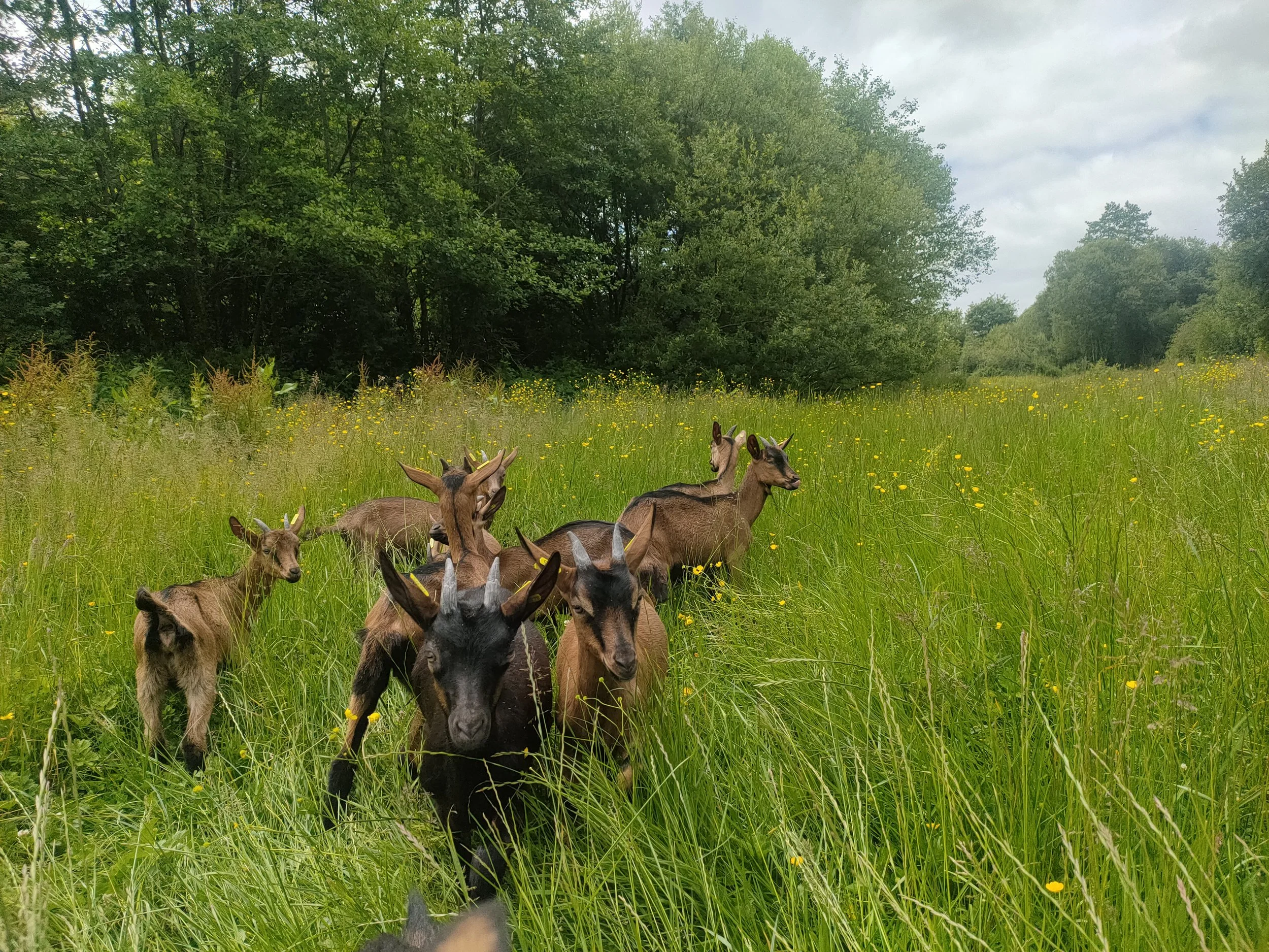 Groupe de chèvres dans une prairie verte avec des fleurs jaunes et des arbres au fond.