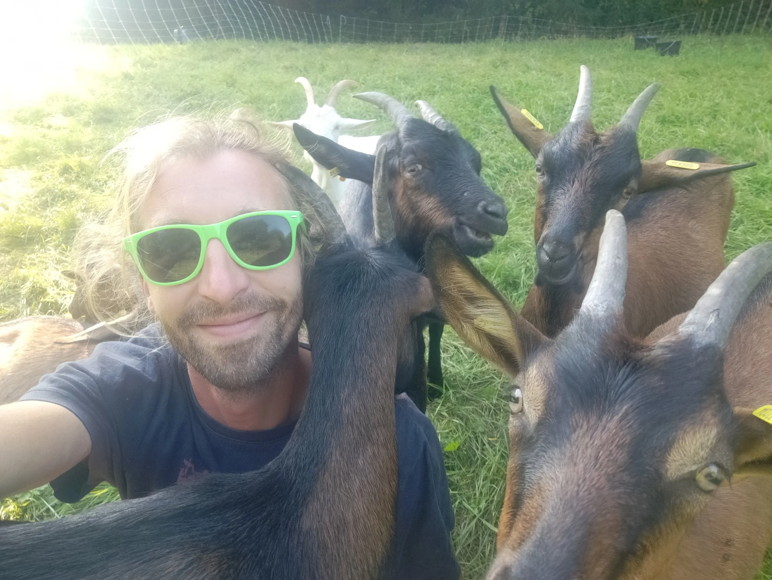 Un homme avec des lunettes de soleil vertes prend un selfie avec plusieurs chèvres dans un pré verdoyant.