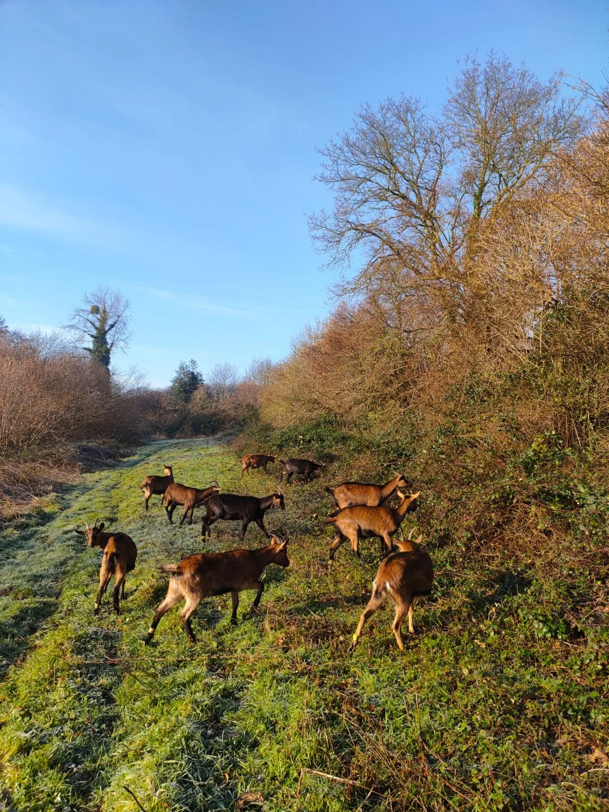 Un groupe de chèvres broutant dans un champ avec des arbres sans feuilles et un ciel bleu.