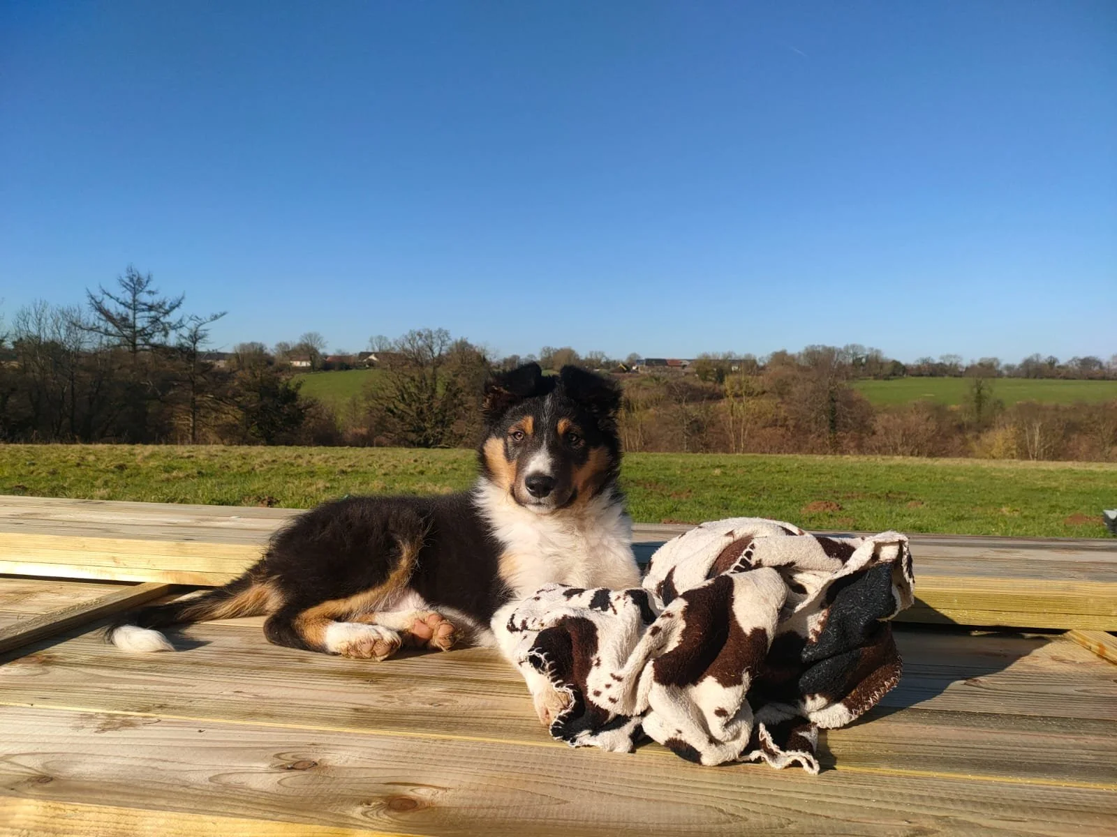 Jeune chien border collie tricolore noir, blanc, et feu allongé sur une des planches de bardage en bois, à côté d'une couverture aux motifs de vache, avec un paysage rural en arrière-plan et un ciel clair.