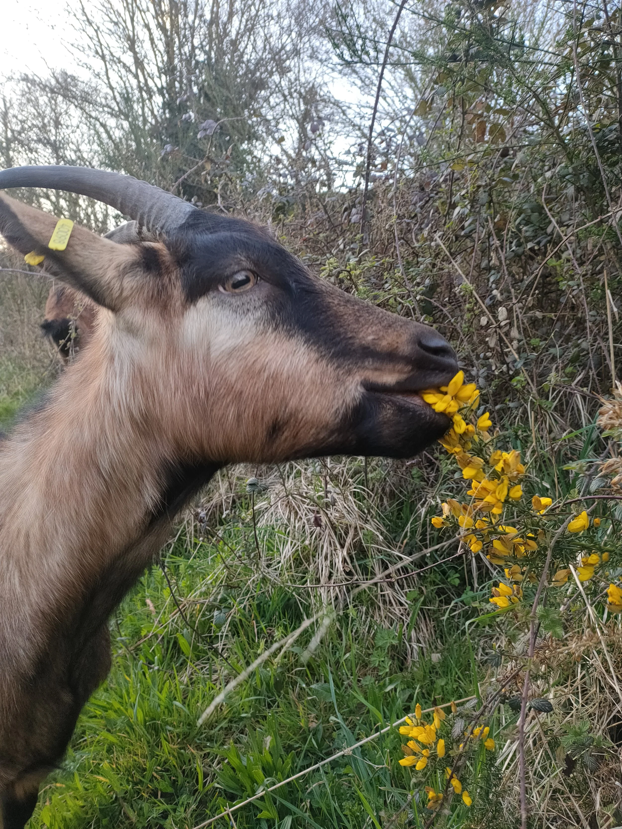 Une chèvre brune et noire qui mange des fleurs d'ajoinc jaunes dans un champ avec des arbres et des buissons en arrière-plan.