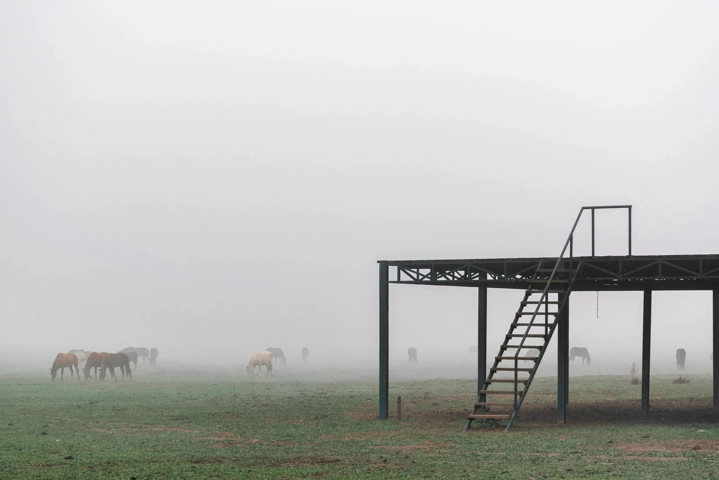 Caballos pastando en la laguna Aculeo · 2