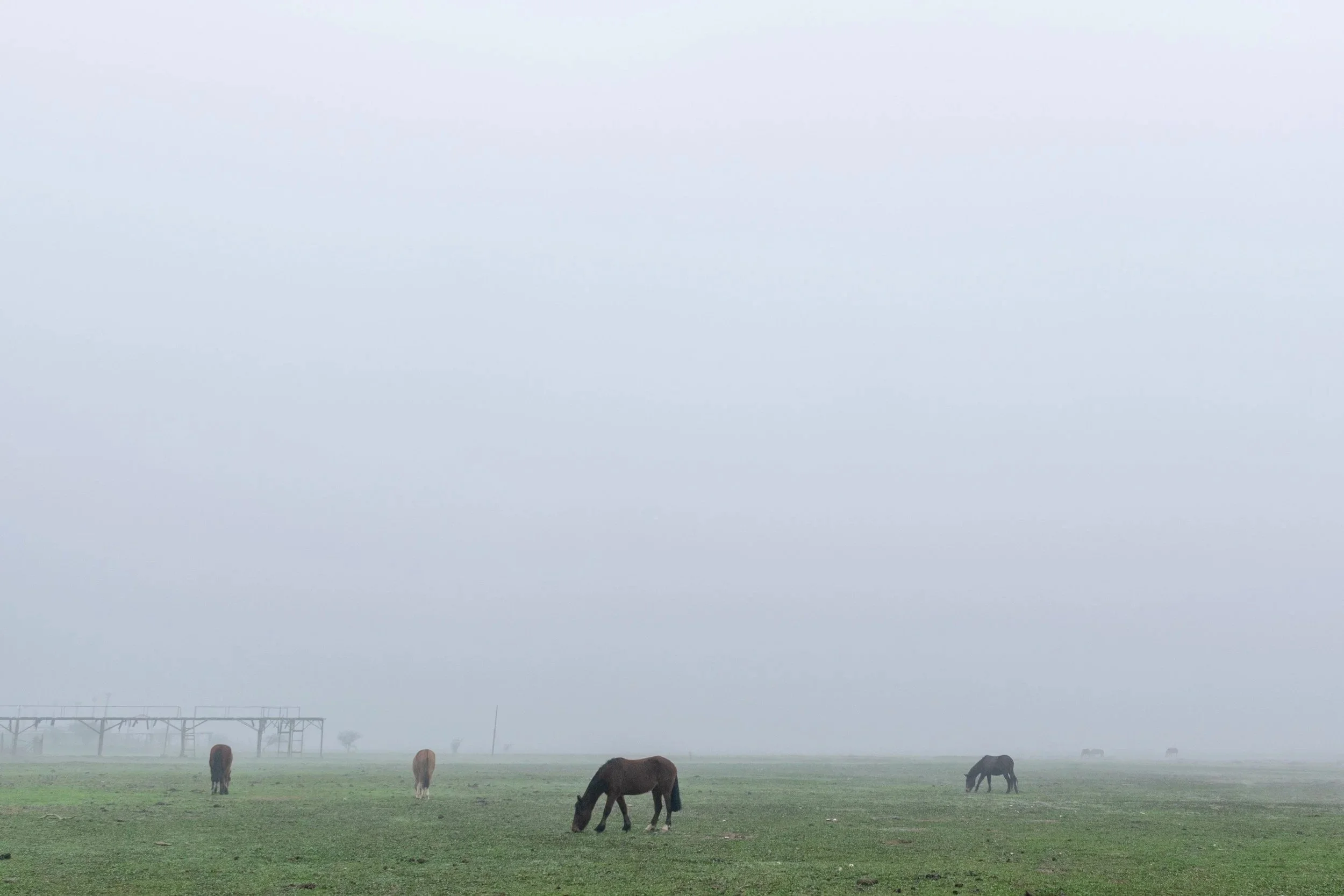 Caballos pastando en la laguna Aculeo · 7