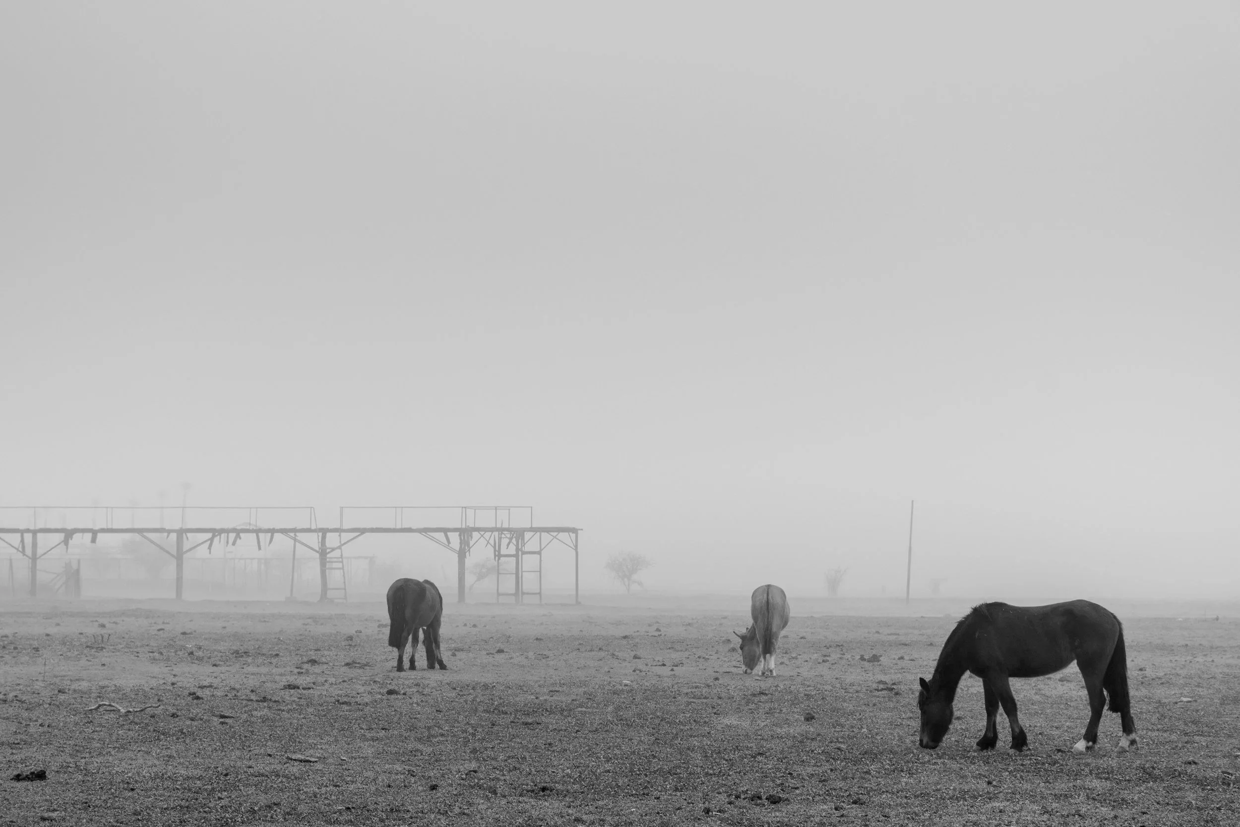 Caballos pastando en la laguna Aculeo · 8