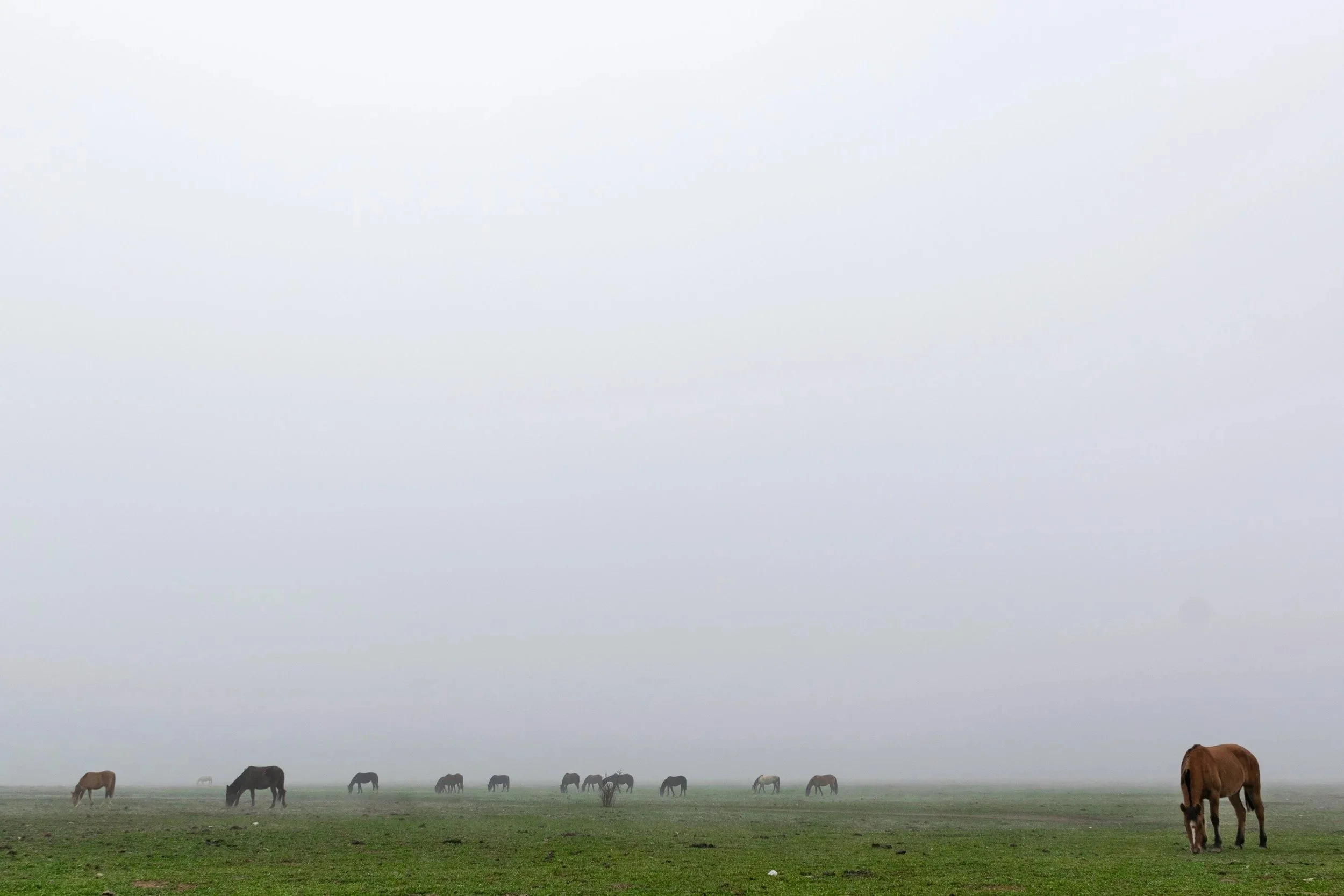 Caballos pastando en la laguna Aculeo · 9