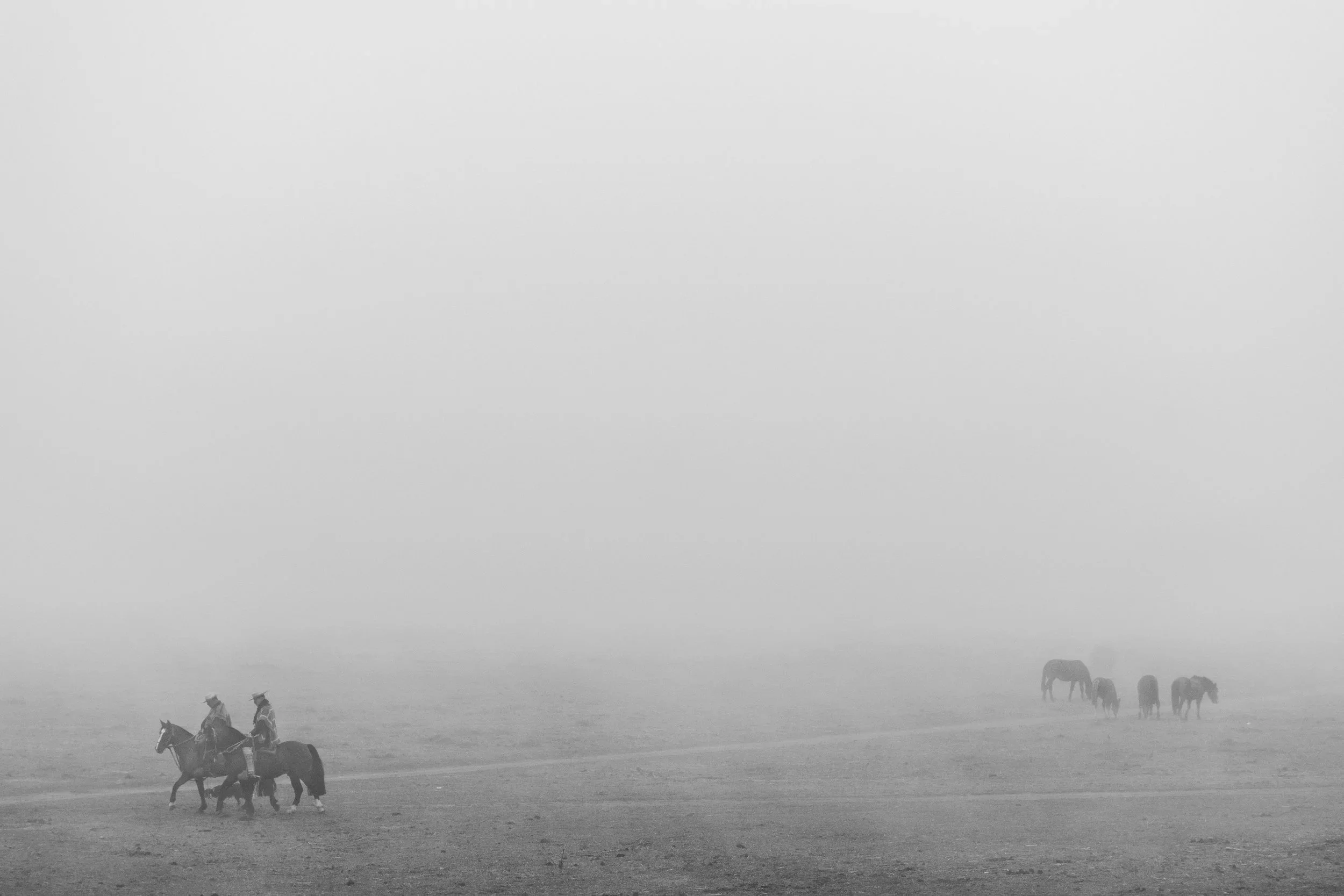 Caballos pastando en la laguna Aculeo · 11