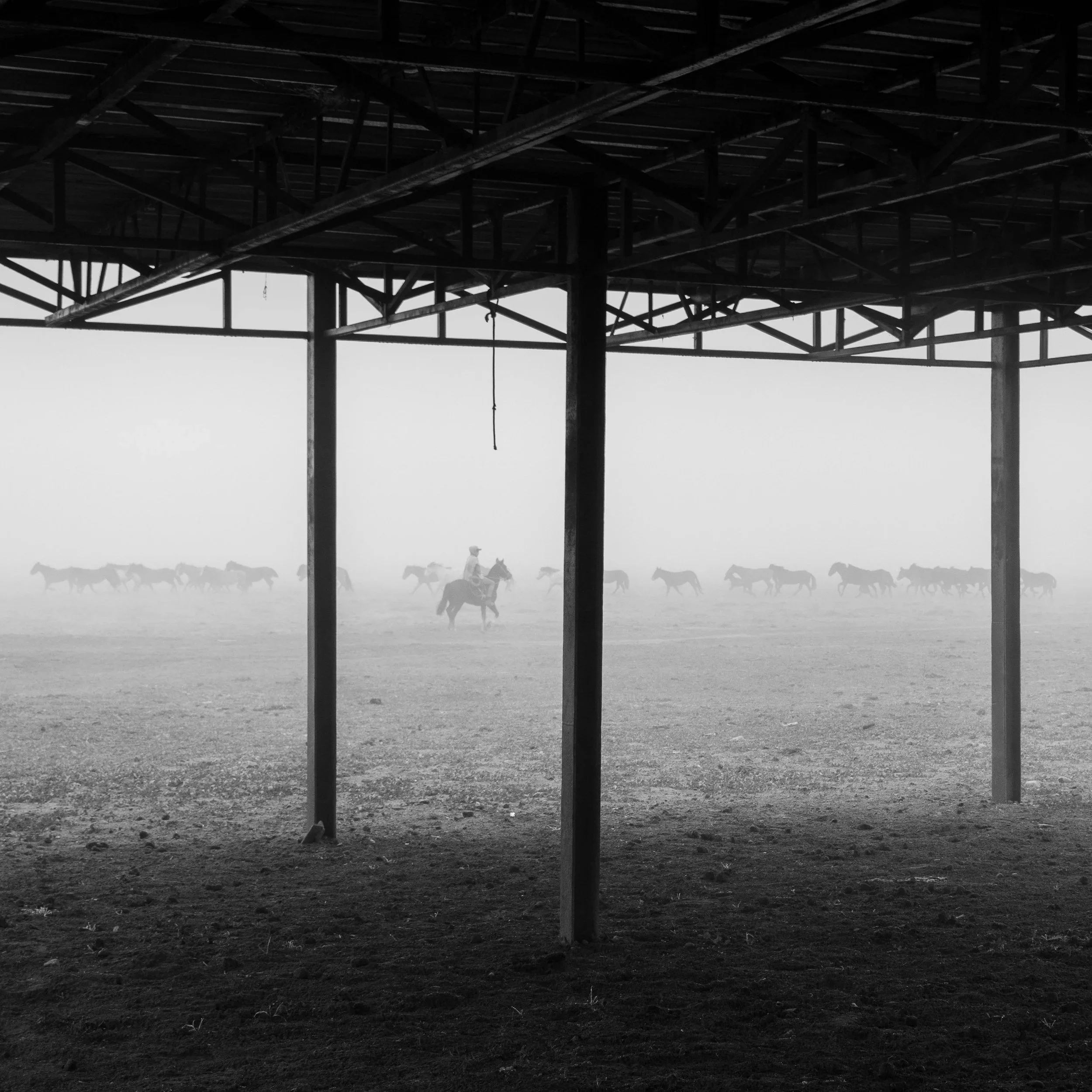 Caballos pastando en la laguna Aculeo · 13